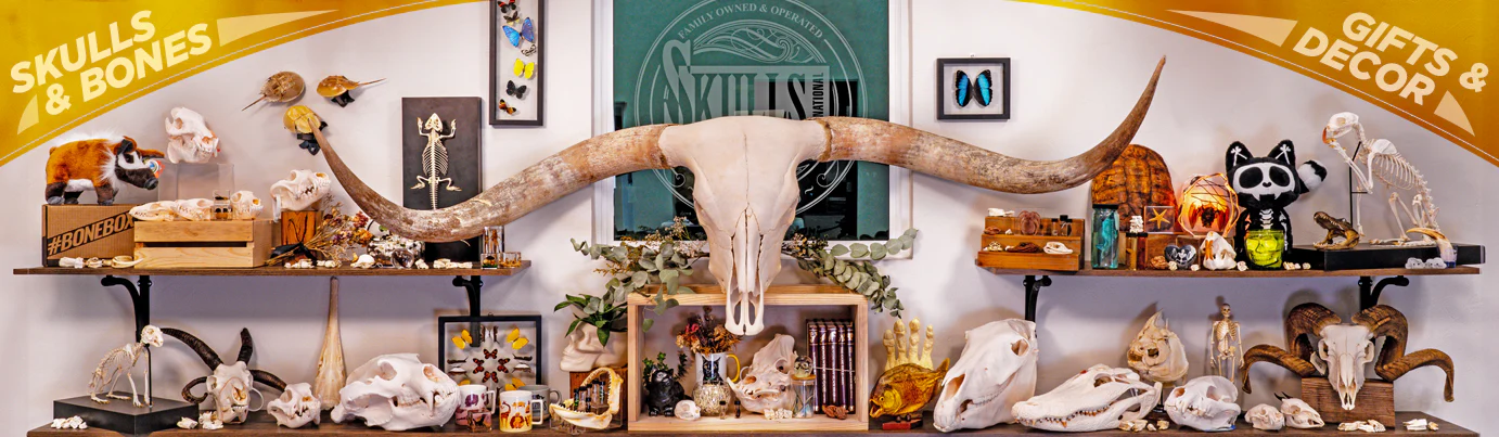 Masterpieces of Natural Osteology