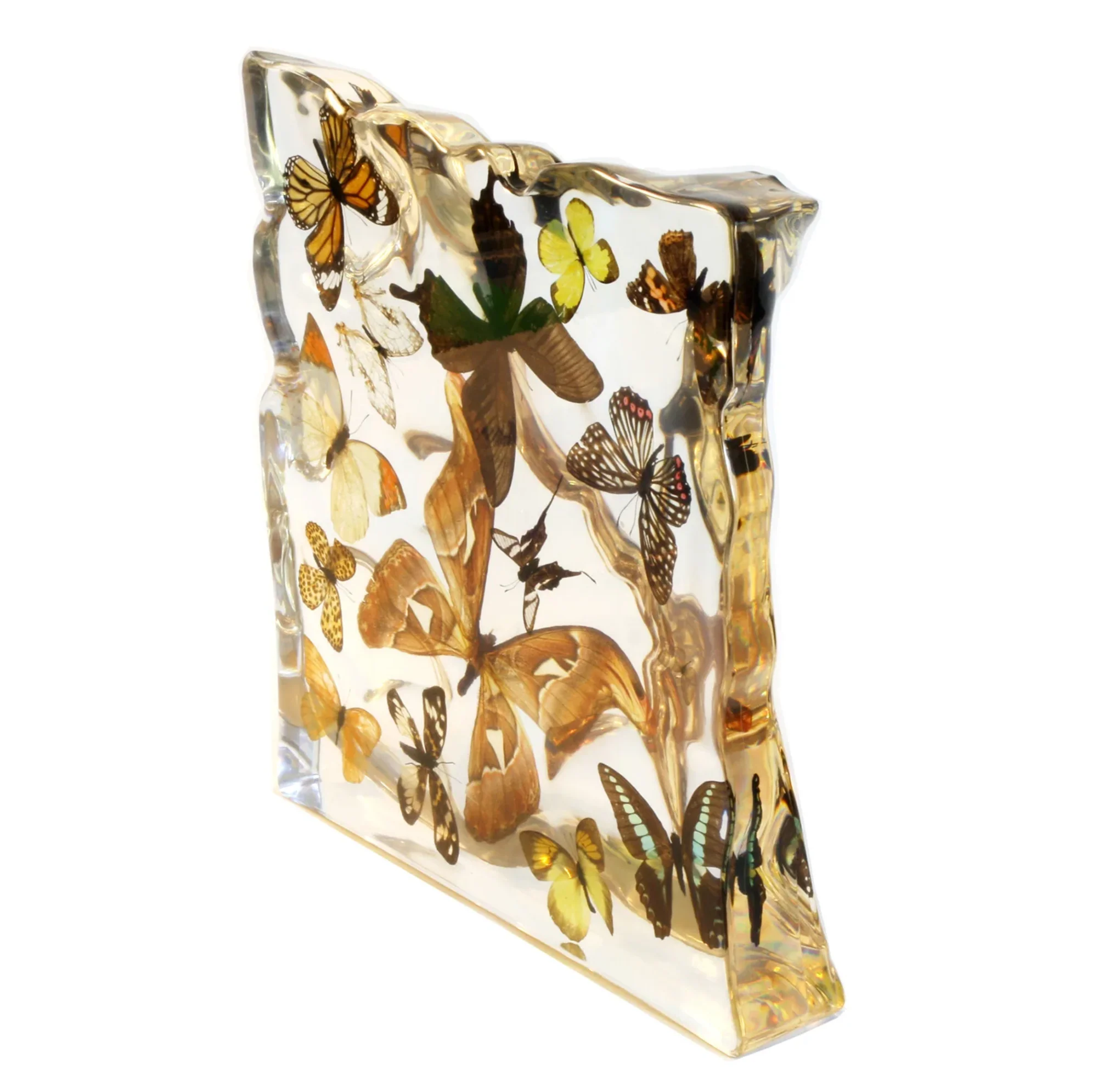 Real Butterflies and Moths in Acrylic Display - Set of 15 - Image 3