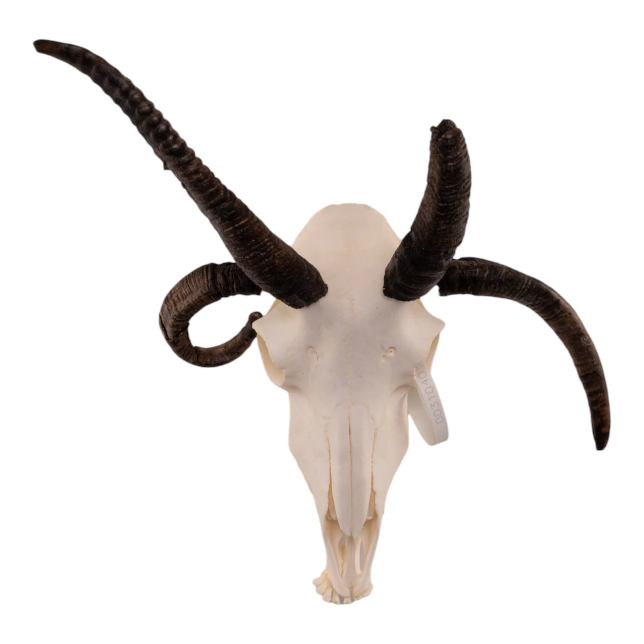 Real Four-horned Jacob Sheep Skull