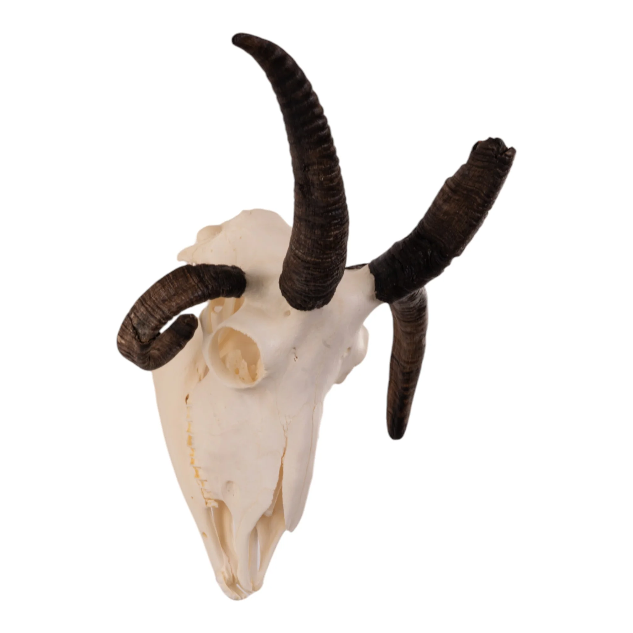 Real Four-horned Jacob Sheep Skull - Image 2