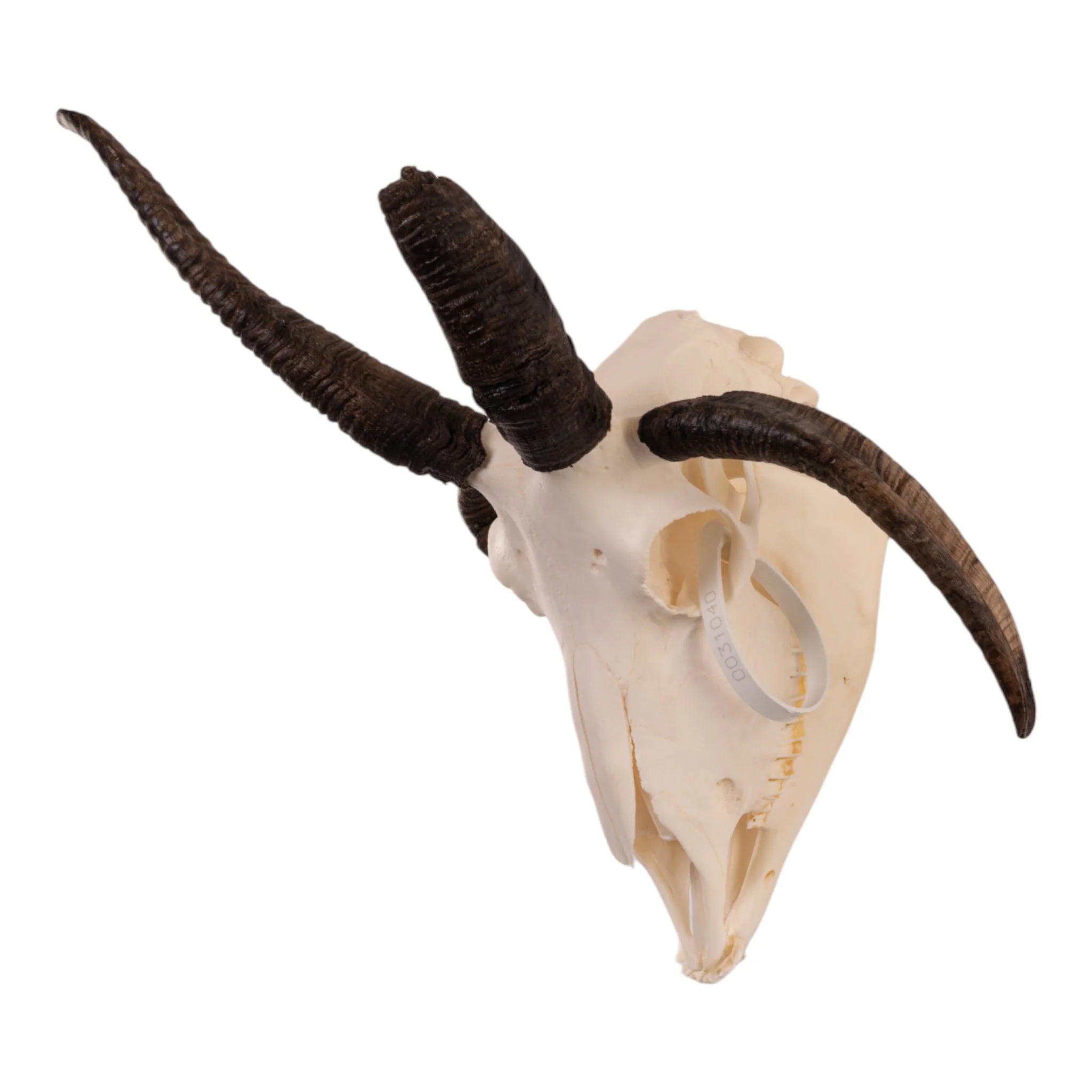 Real Four-horned Jacob Sheep Skull - Image 4
