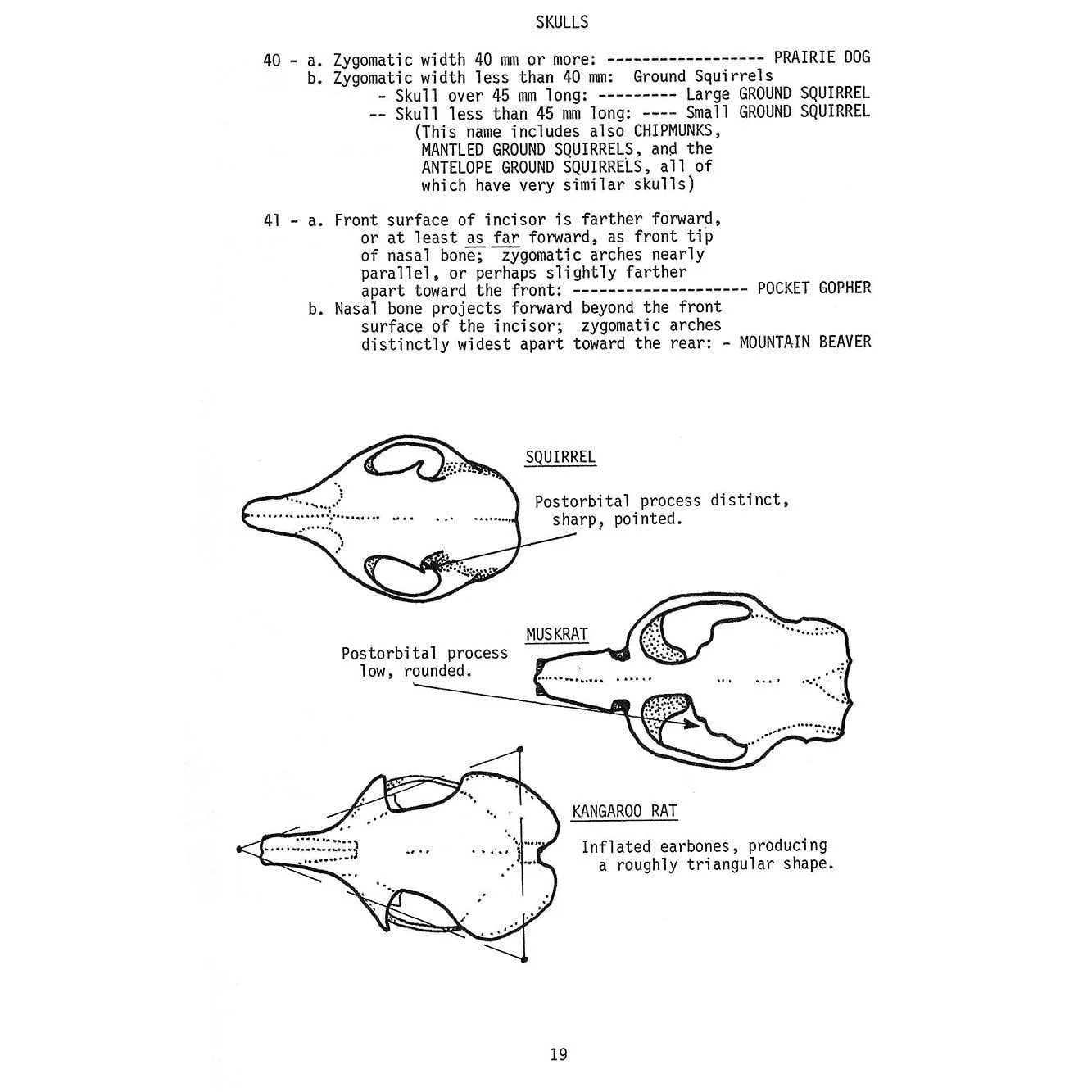 A Key Guide To Mammal Skulls and Lower Jaws Book - Image 3