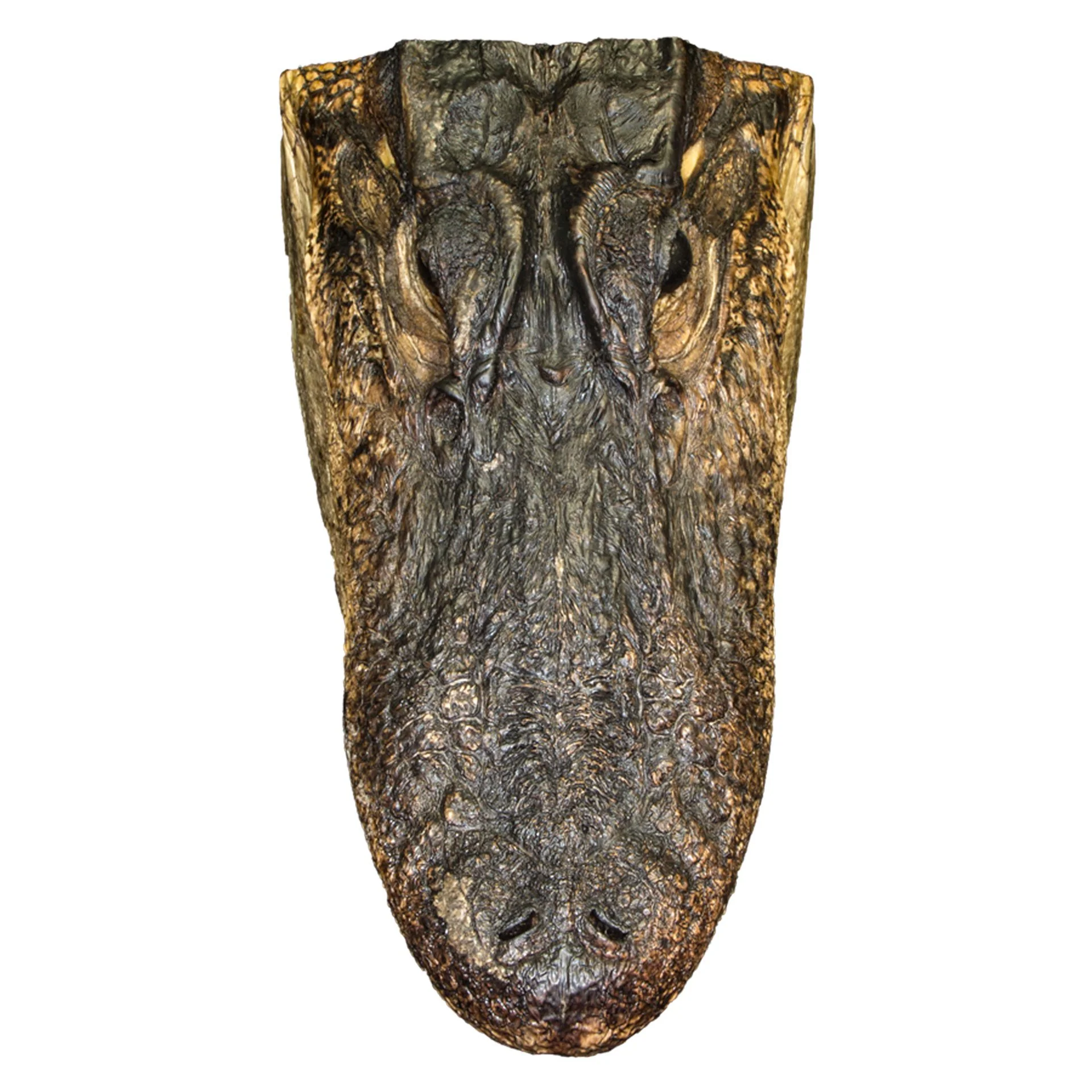 Real Freeze-dried Alligator Head - Image 3