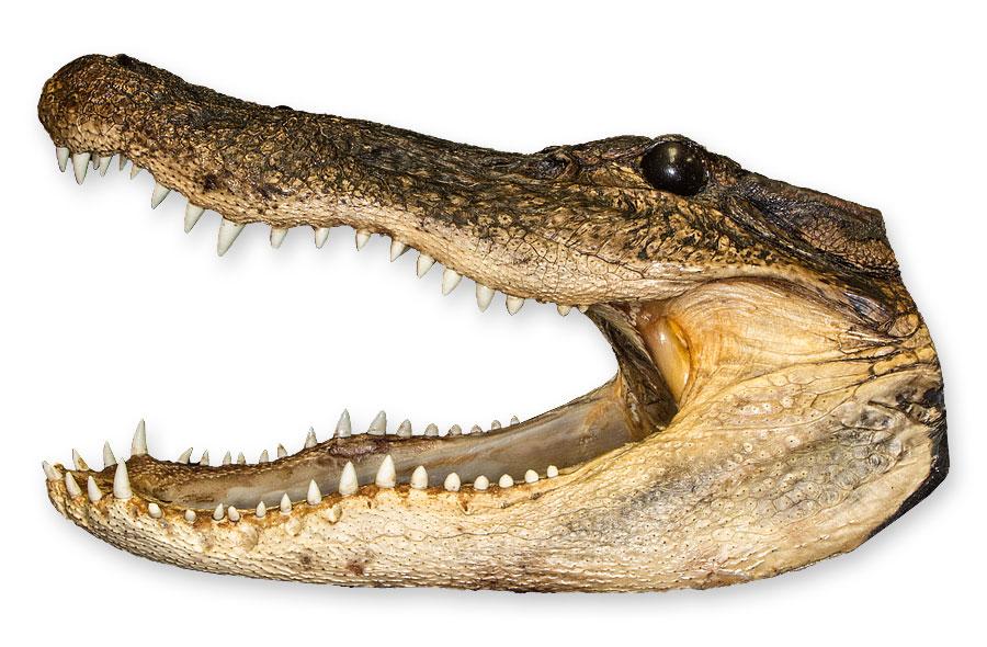 Real Freeze-dried Alligator Head - Image 4