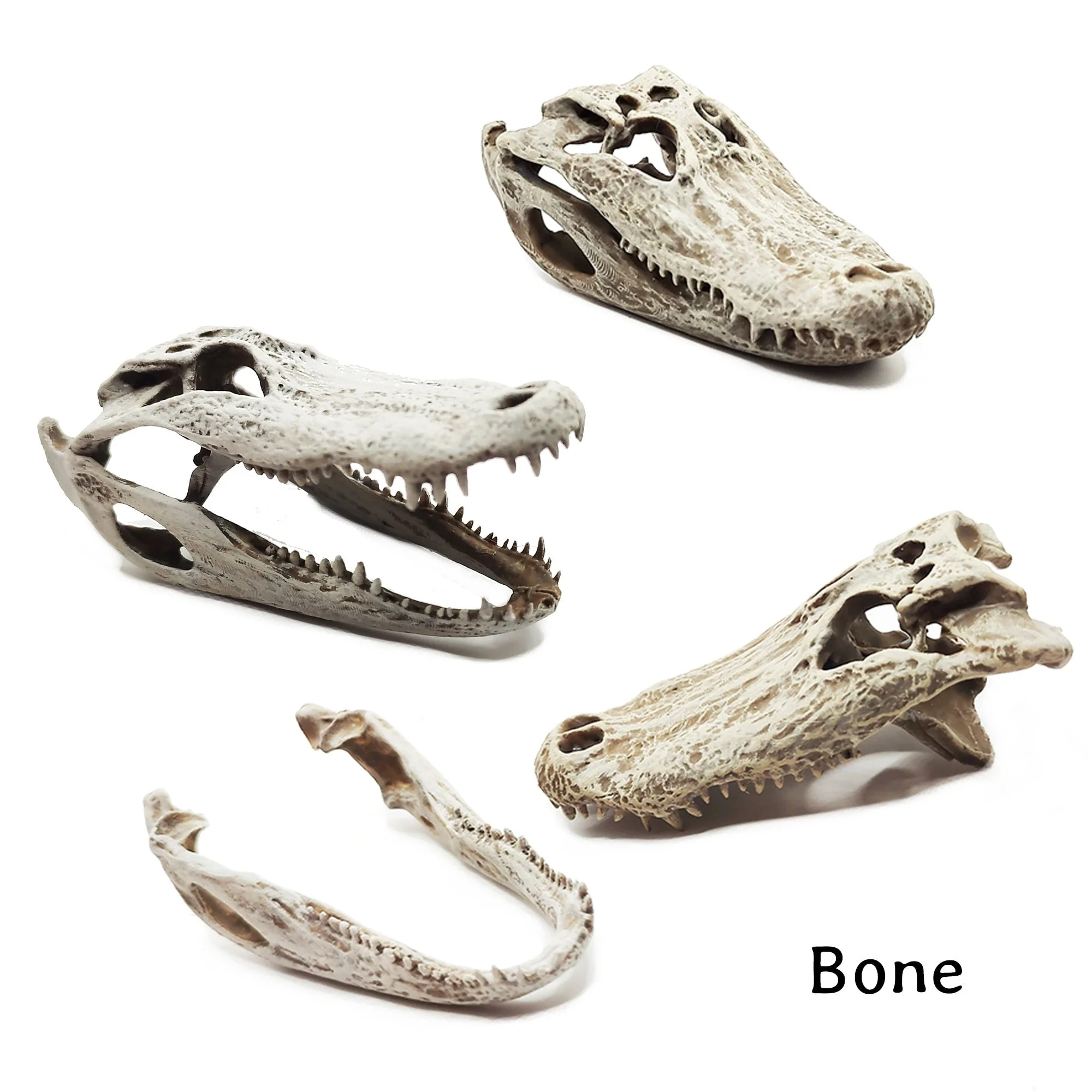 Alligator Skull Replica - 1:6 Scale - Image 2