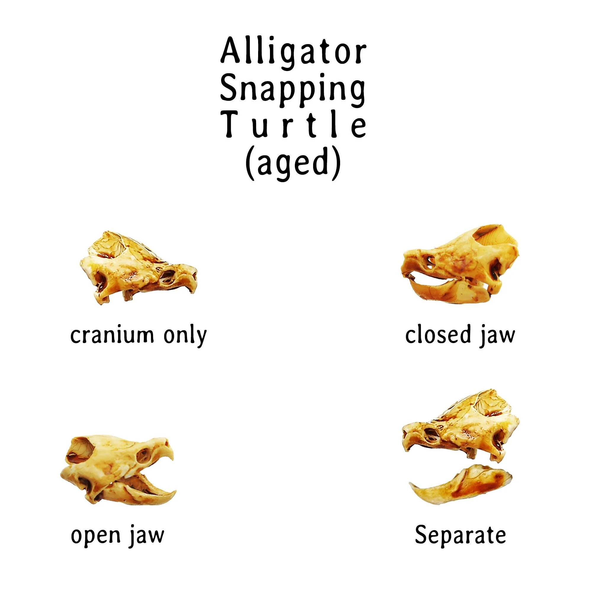 Alligator Snapping Turtle Skull Replica - 1:12 Scale (Set of 2) - Image 3