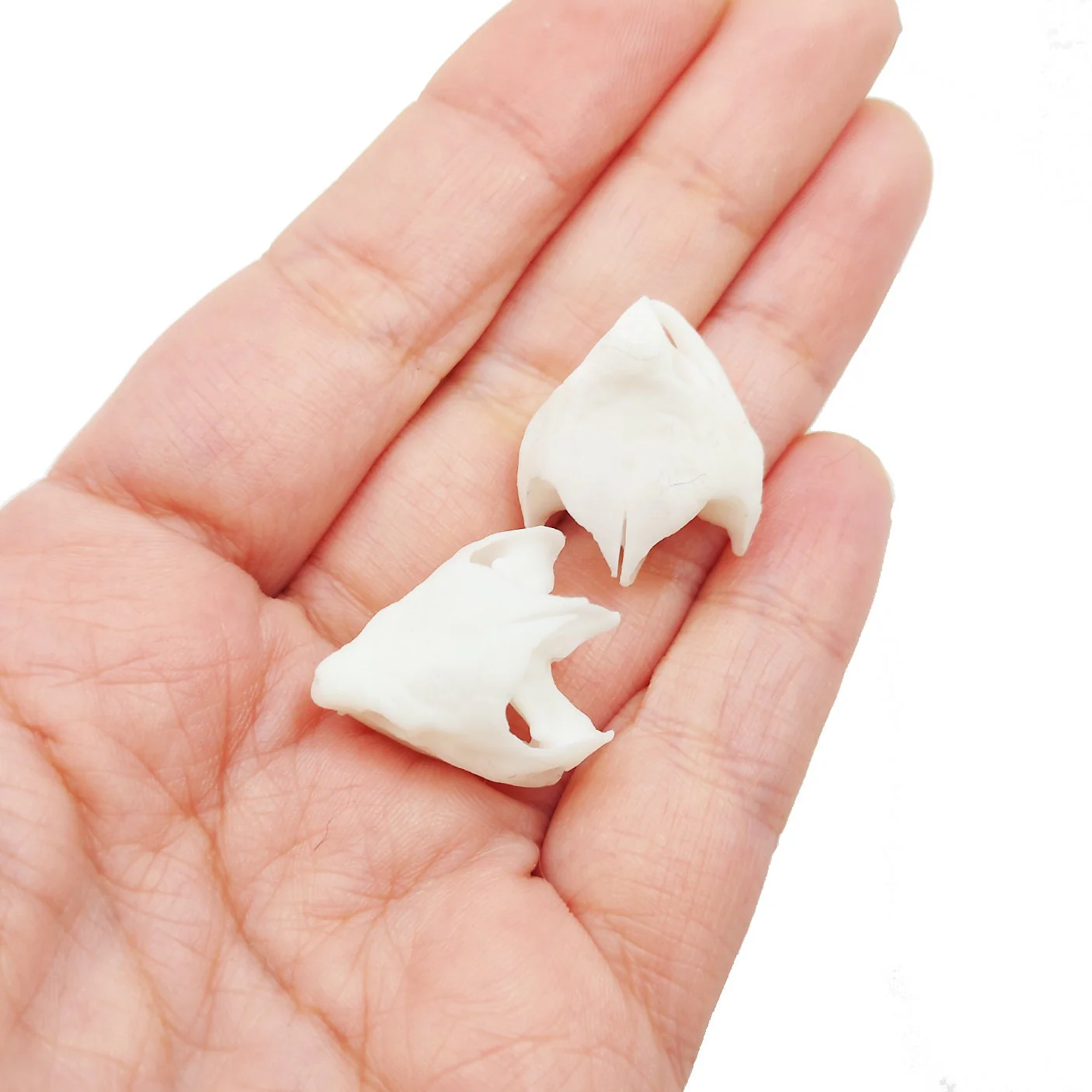 Alligator Snapping Turtle Skull Replica - 1:12 Scale (Set of 2) - Image 4