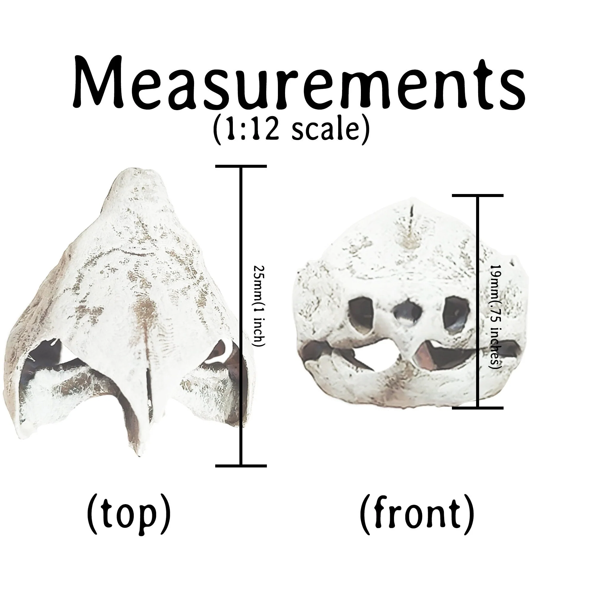 Alligator Snapping Turtle Skull Replica - 1:12 Scale (Set of 2) - Image 5