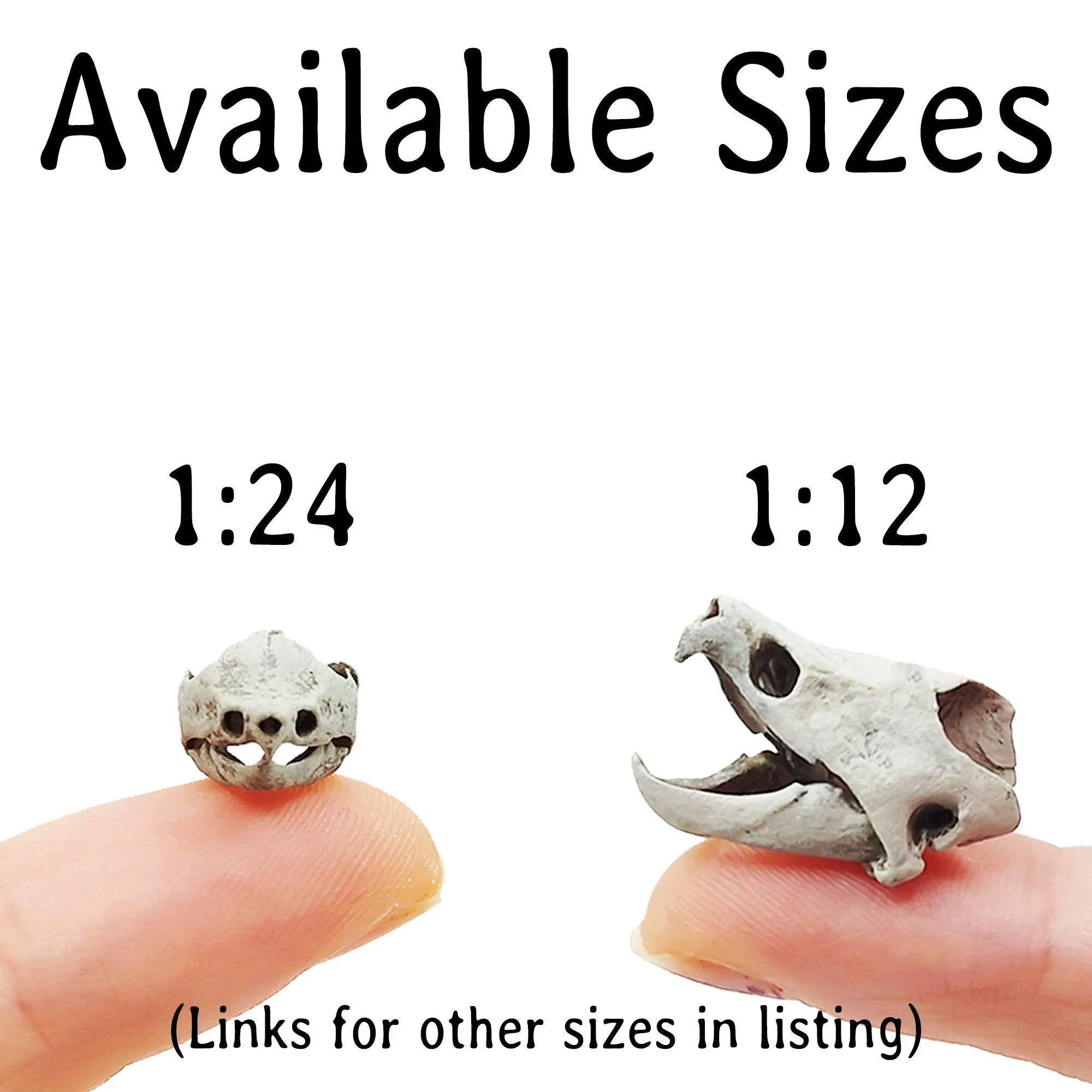 Alligator Snapping Turtle Skull Replica - 1:12 Scale (Set of 2) - Image 6