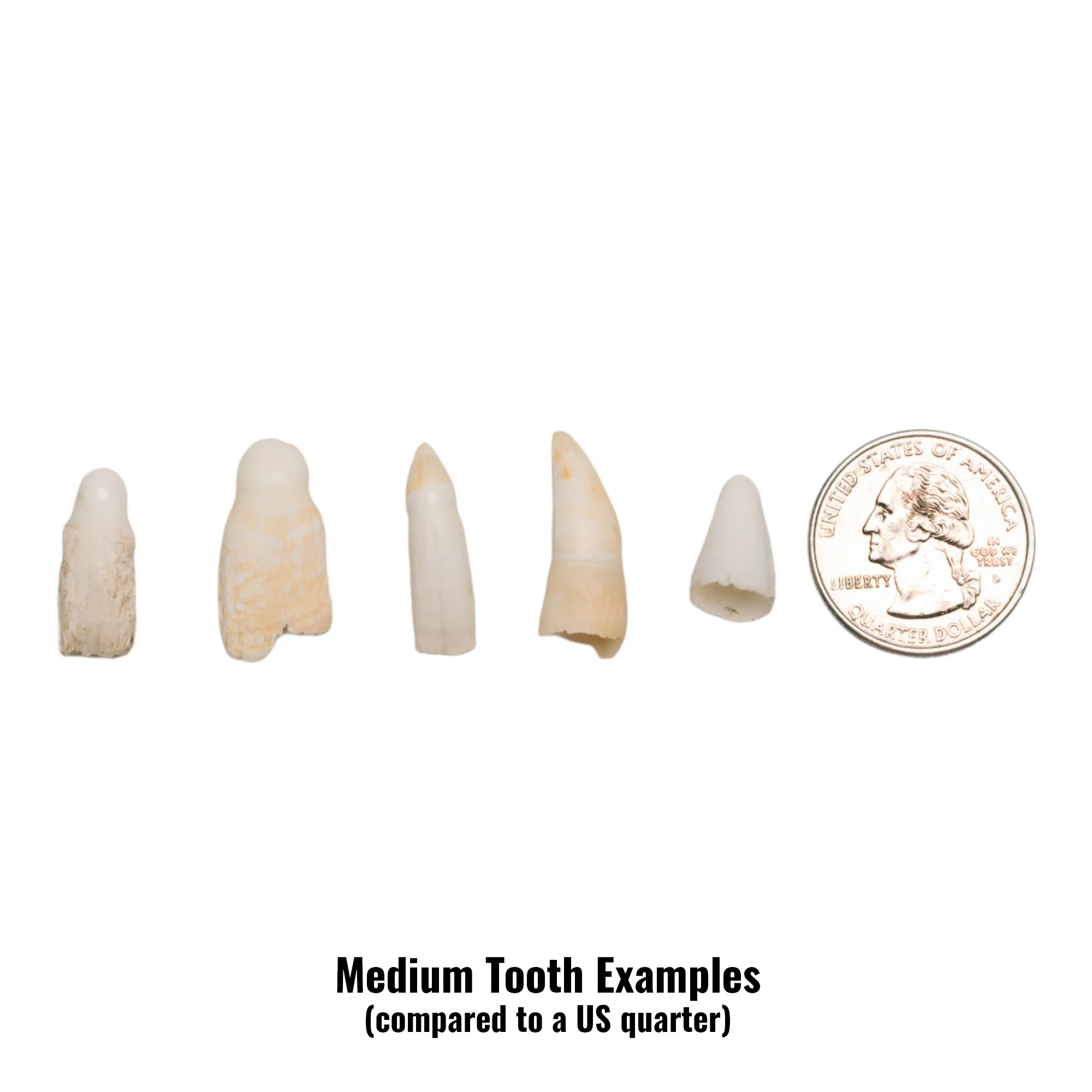 Real Alligator Tooth - Image 3