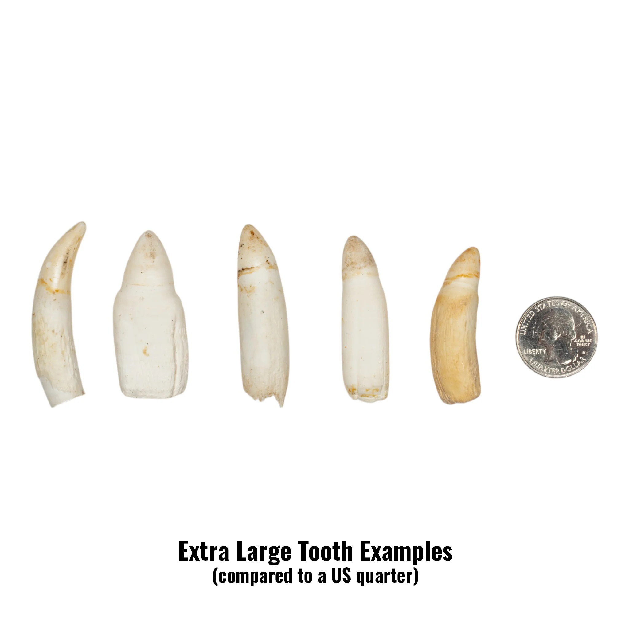 Real Alligator Tooth - Image 4