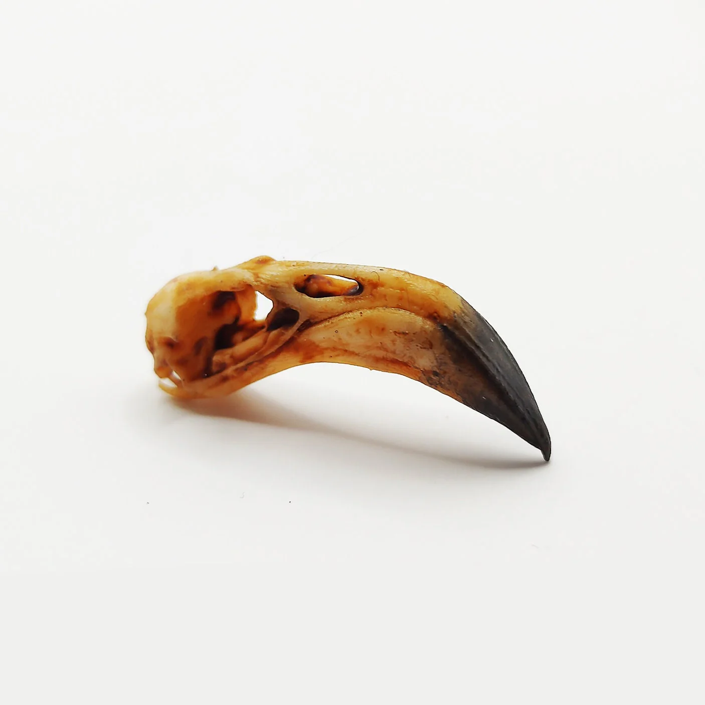American Flamingo Skull Replica - 1:6 Scale - Image 3