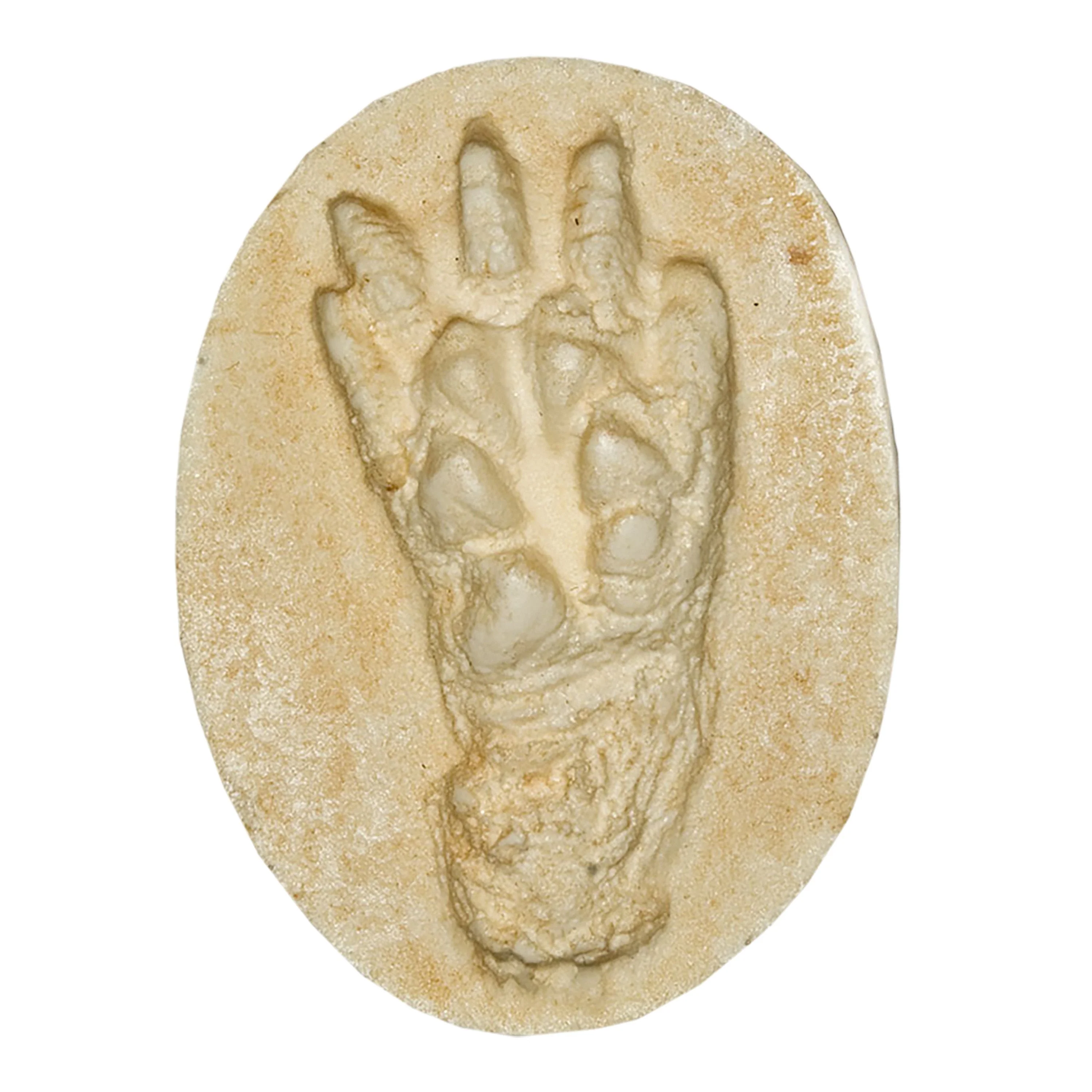 Replica American Opossum Negative Footprint
