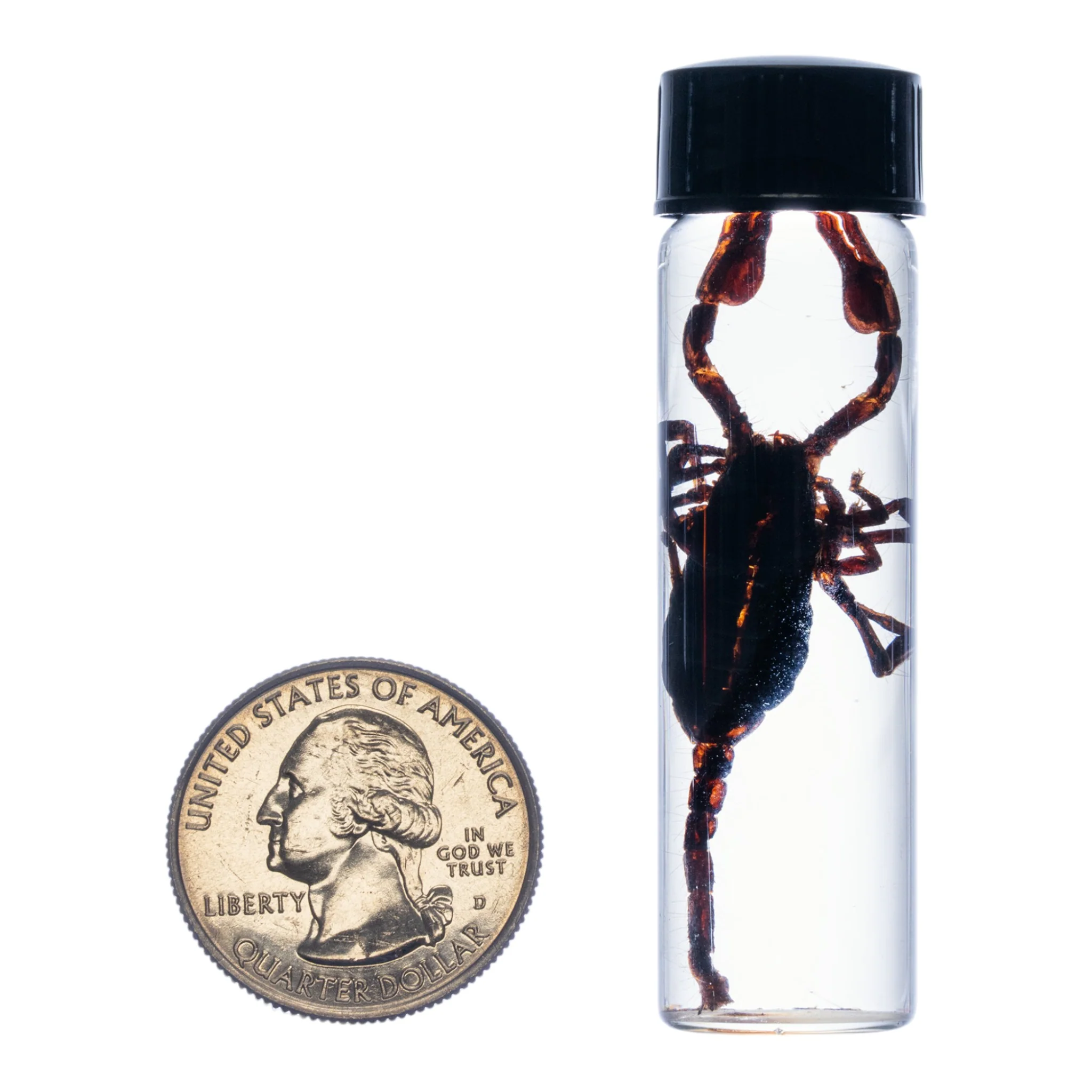 Real Asian Forest Scorpion Wet Specimen - Image 2