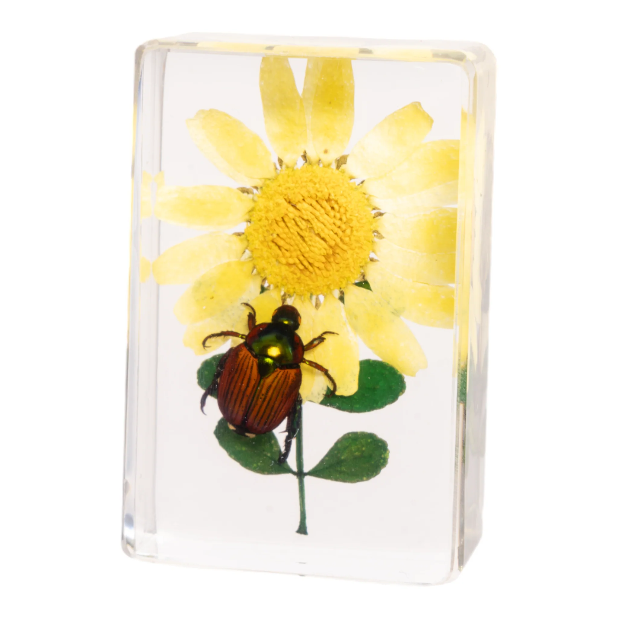Real Insect and Flower in Acrylic - Image 10
