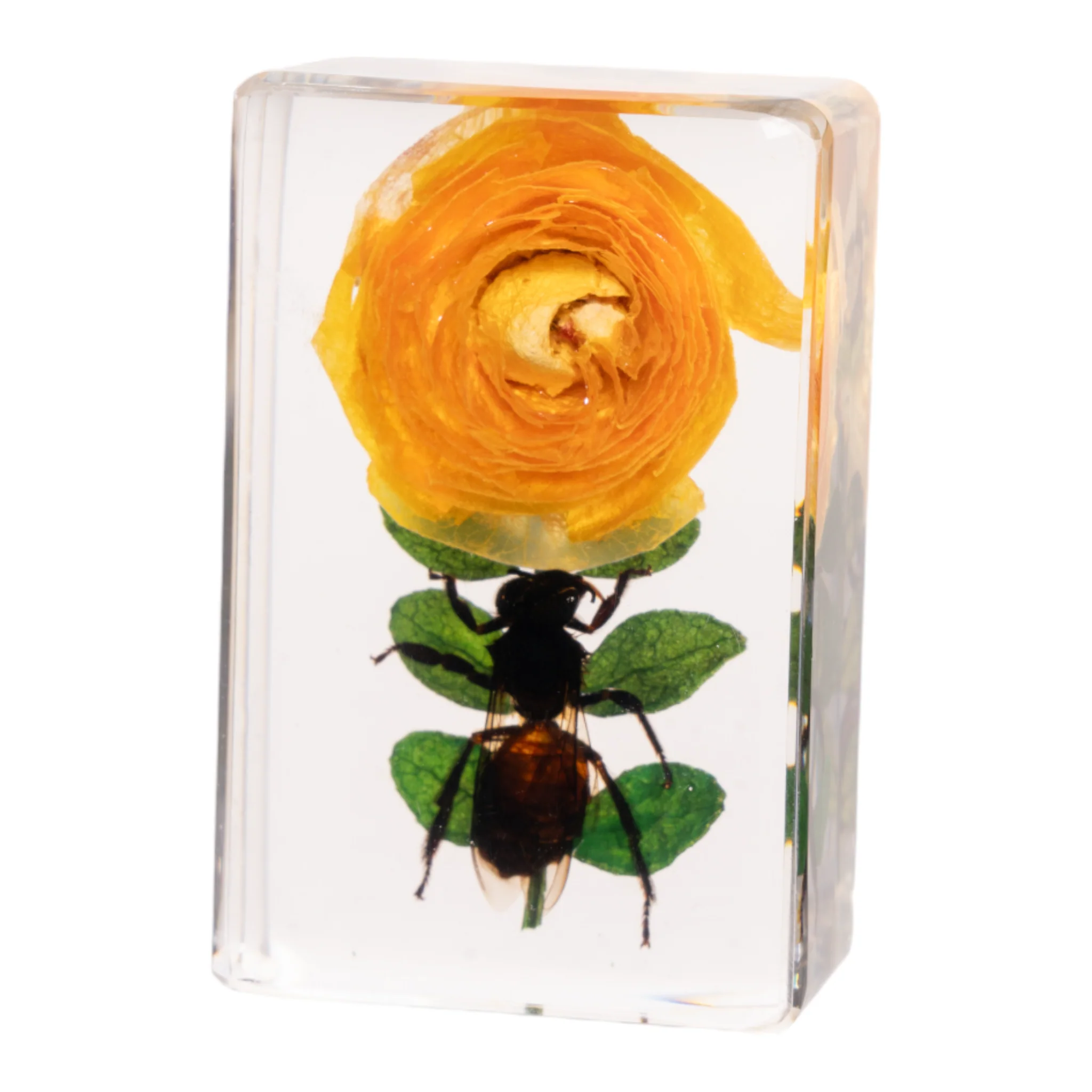 Real Insect and Flower in Acrylic - Image 11