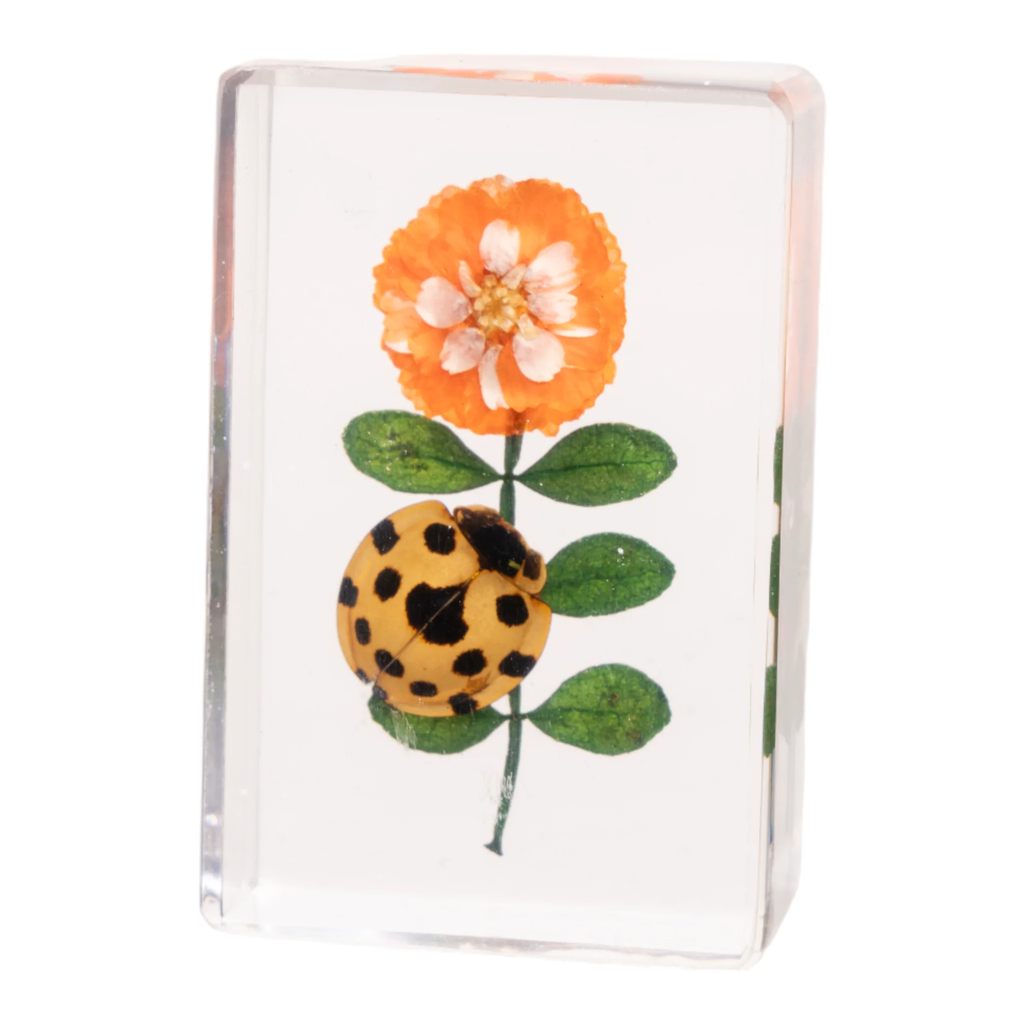Real Insect and Flower in Acrylic - Image 12
