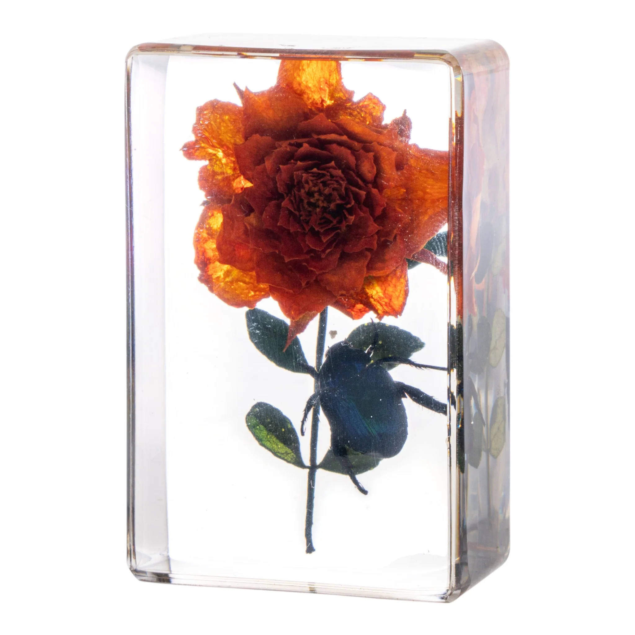 Real Insect and Flower in Acrylic - Image 13