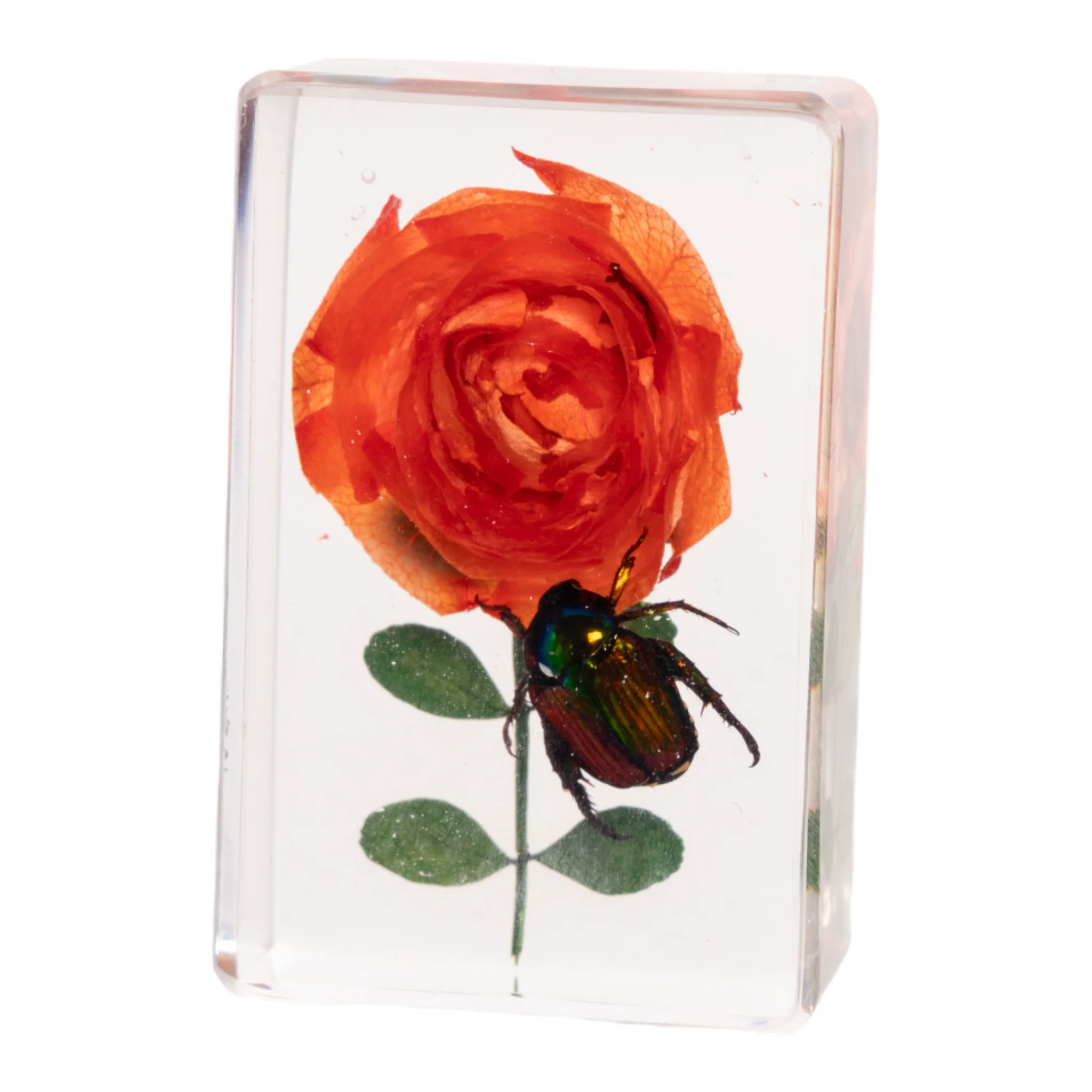 Real Insect and Flower in Acrylic - Image 2