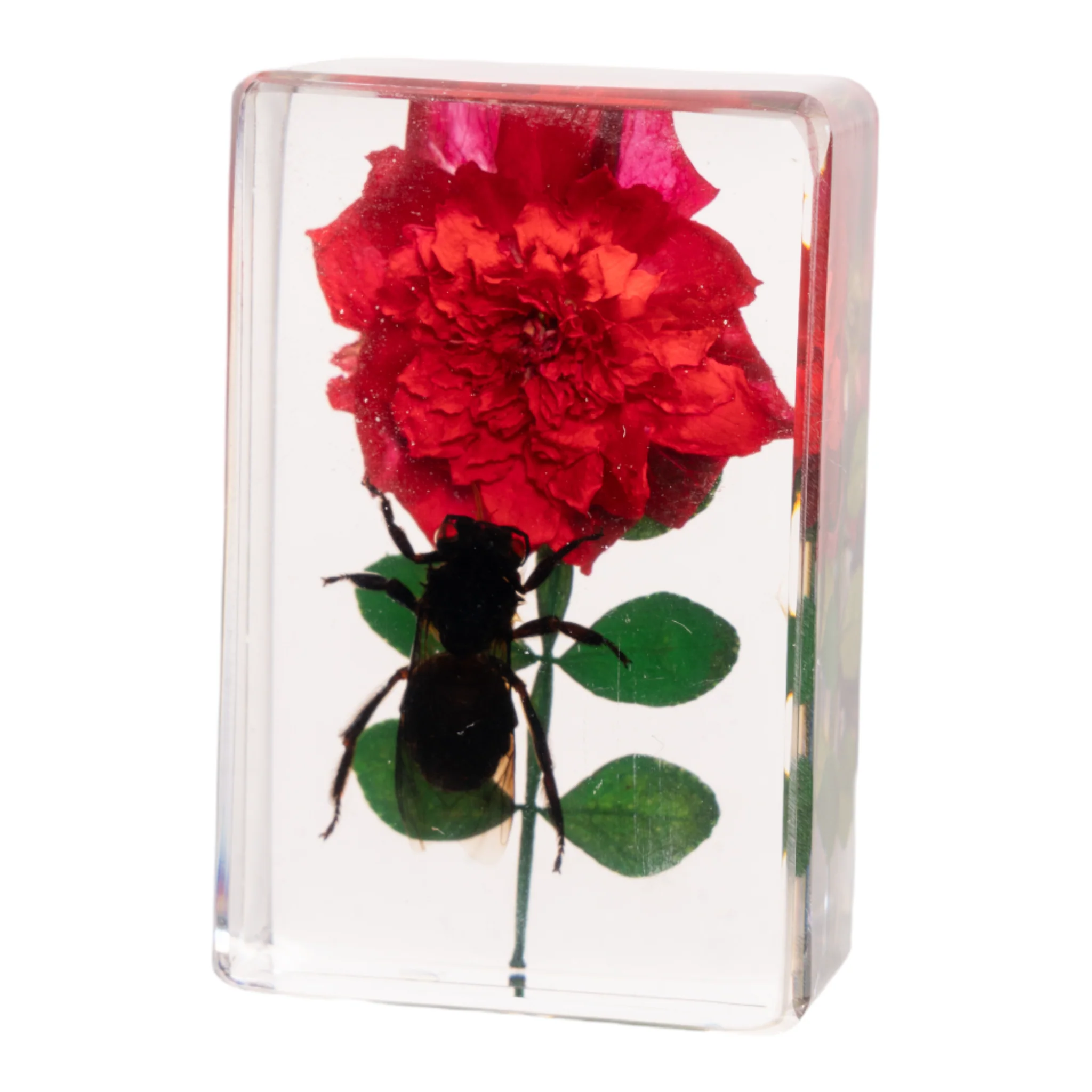 Real Insect and Flower in Acrylic - Image 3