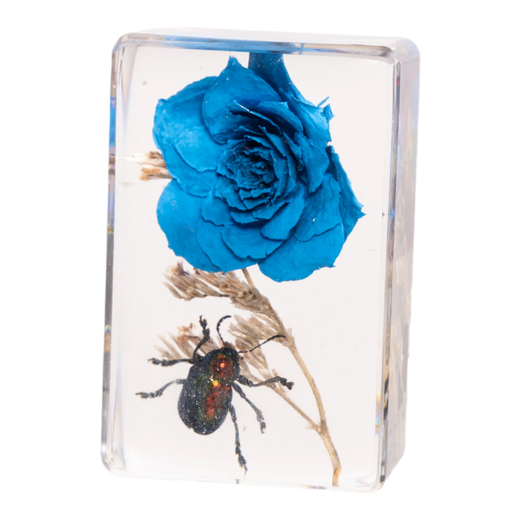 Real Insect and Flower in Acrylic - Image 5