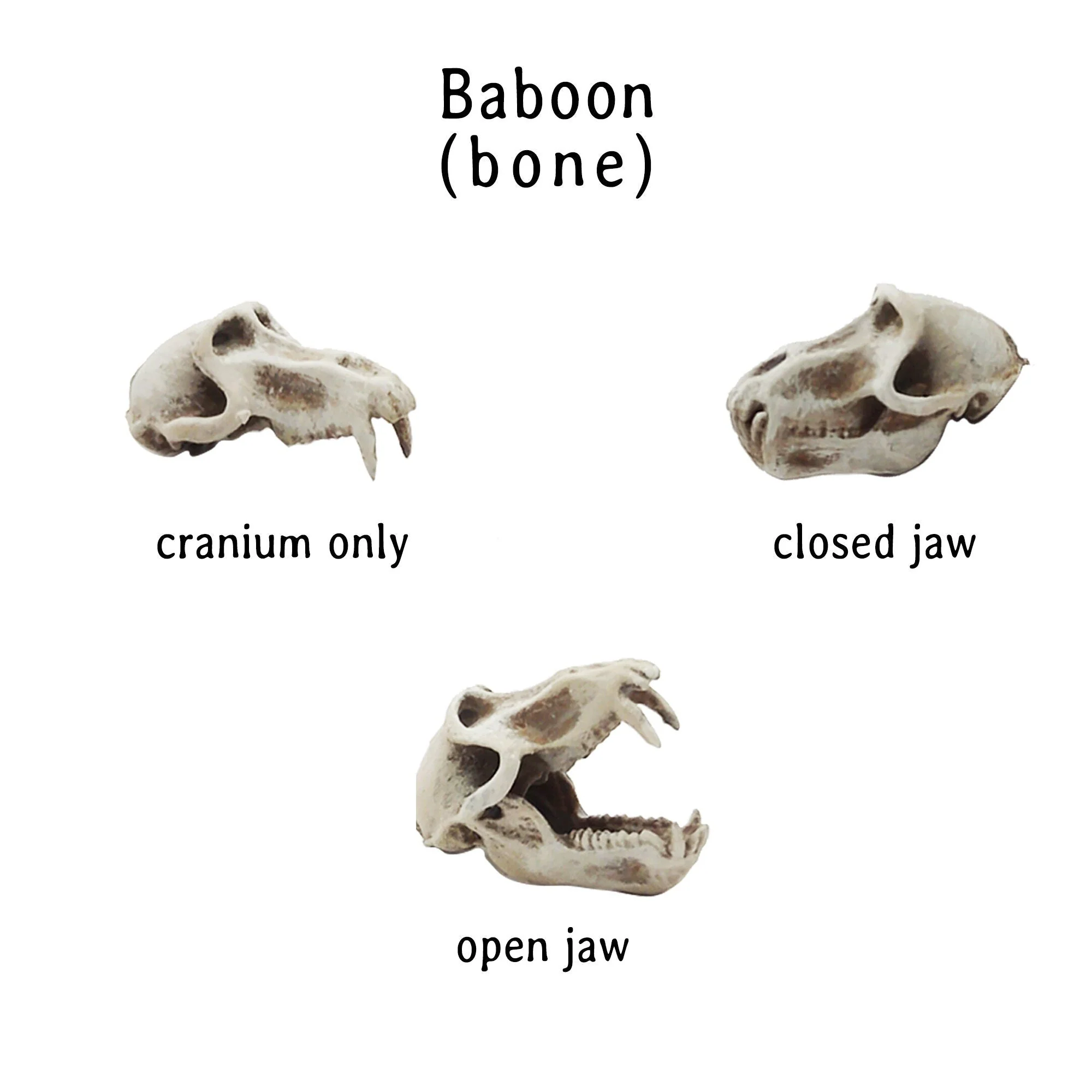 Baboon Skull Replica - 1:6 Scale - Image 2