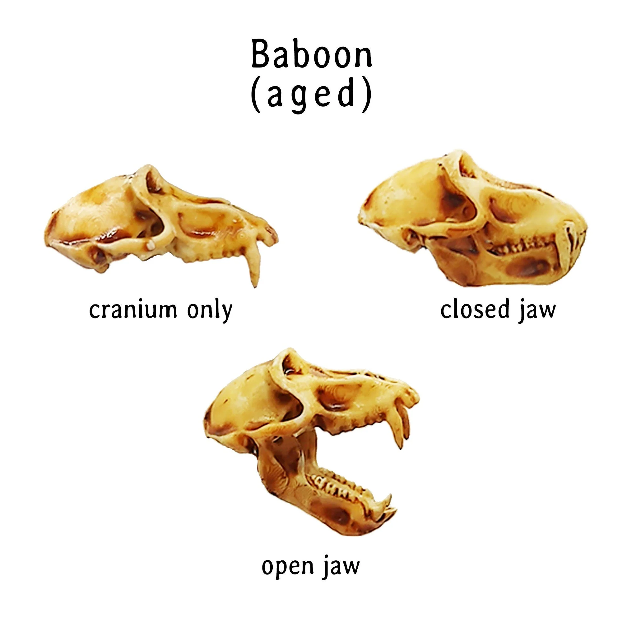 Baboon Skull Replica - 1:6 Scale - Image 3