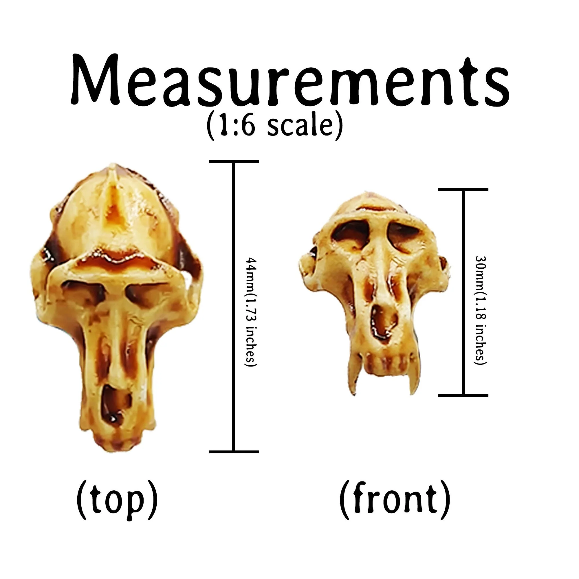 Baboon Skull Replica - 1:6 Scale - Image 4