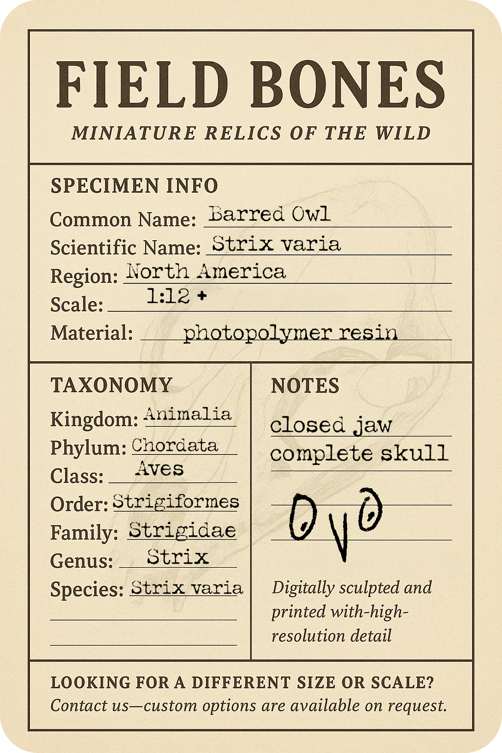 Barred Owl Skull Replica - Image 2