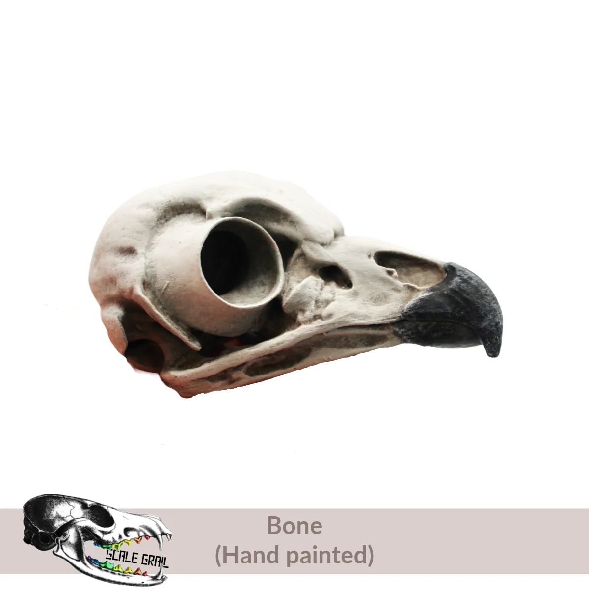 Barred Owl Skull Replica - Image 3