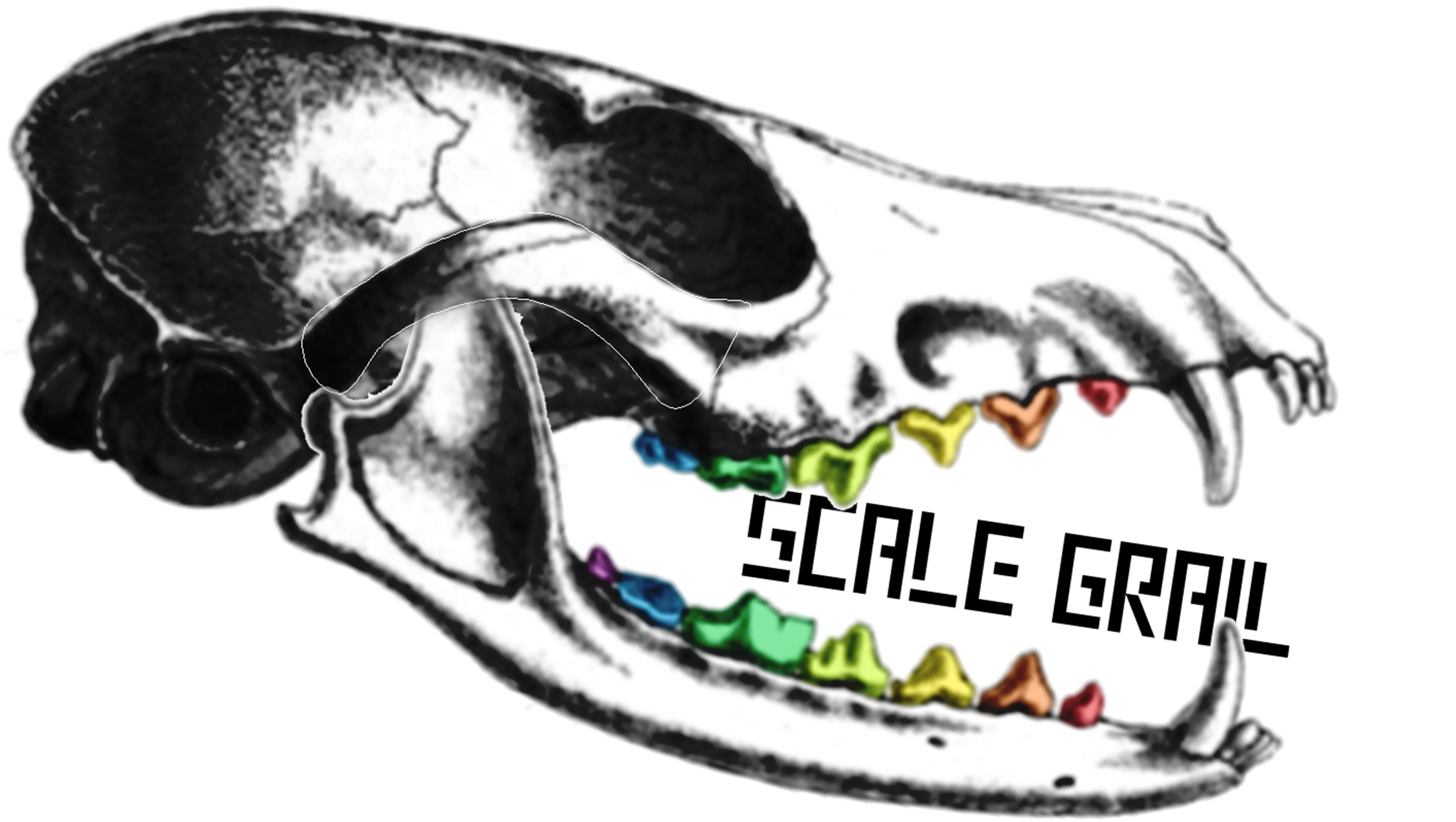 Barred Owl Skull Replica - Image 6
