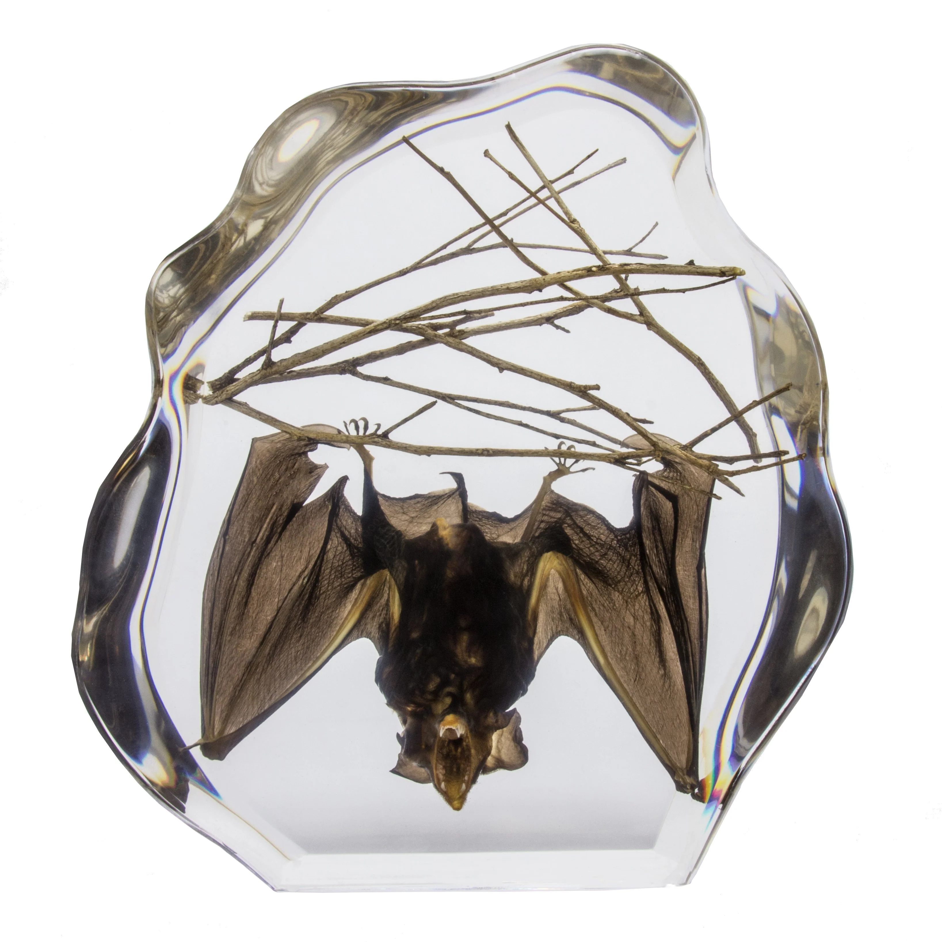 Real Bat Hanging with Sticks in Acrylic Display - Image 2