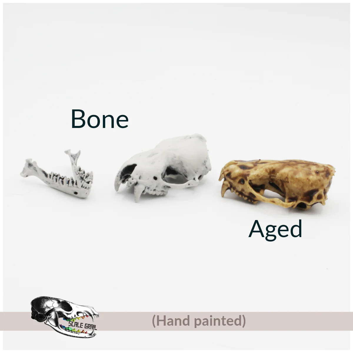 Big Brown Bat Skull Replica - Image 2