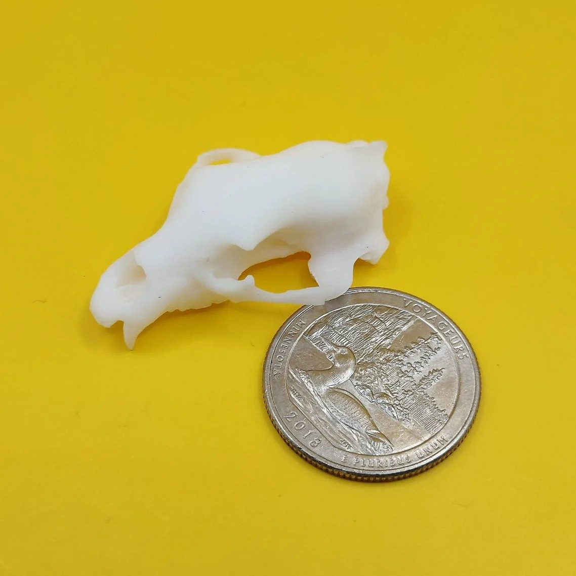 Black Bear Skull Replica - 1:12 Scale - Image 4