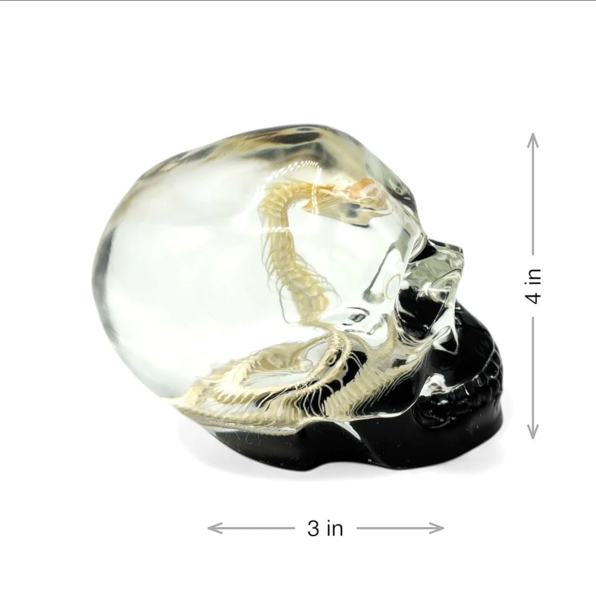 Real Snake Skeleton in Acrylic Black Bottom Skull