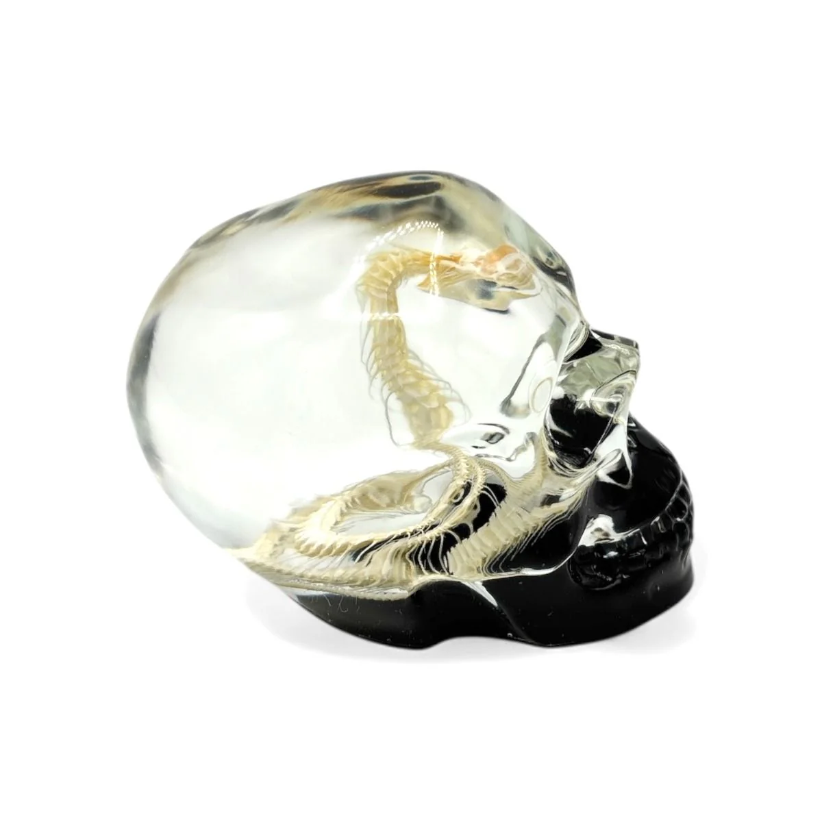 Real Snake Skeleton in Acrylic Black Bottom Skull - Image 2
