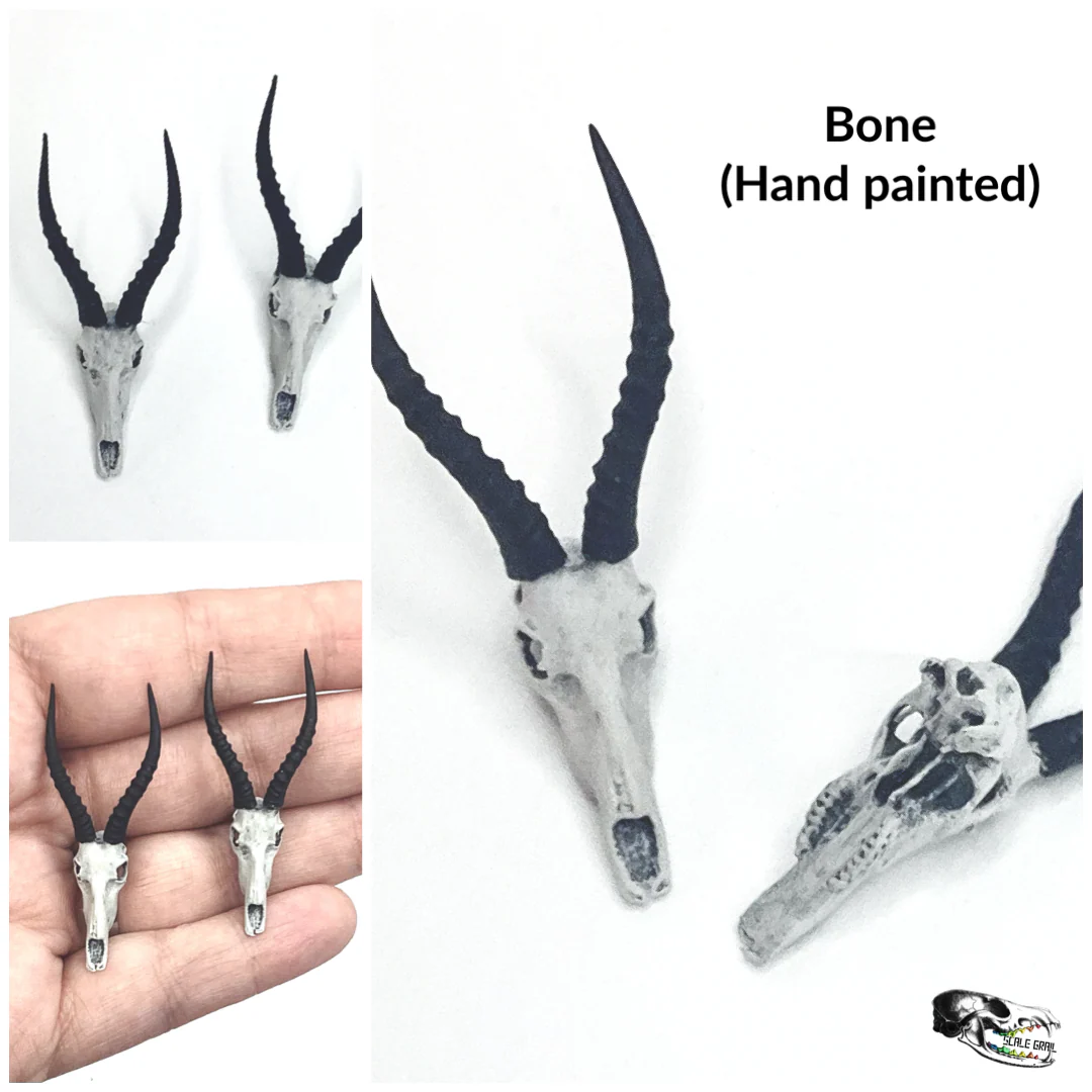 Blesbuck Skull Replica - 1:12 Scale (Set of 2) - Image 2