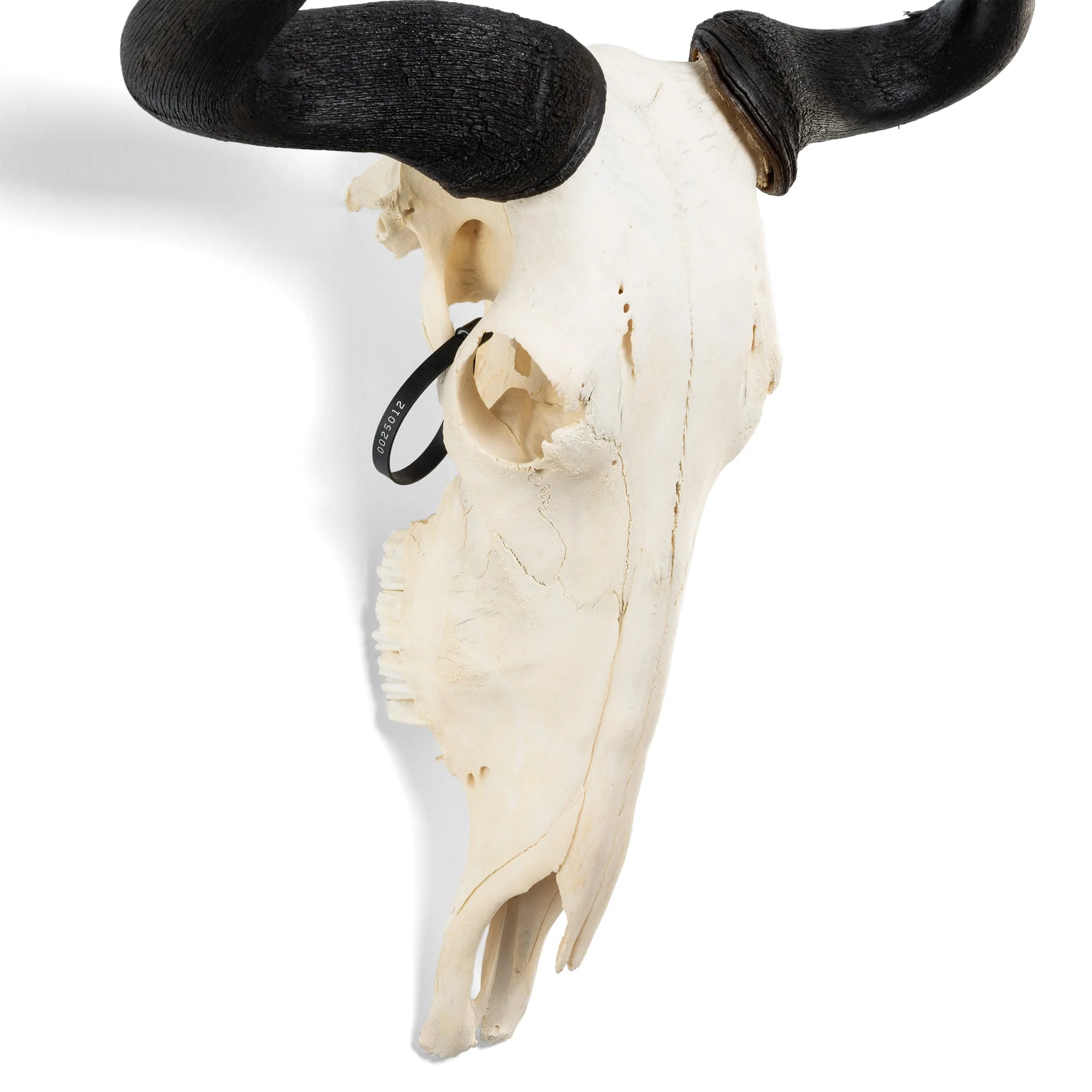 Real Blue Wildebeest Skull - Image 4