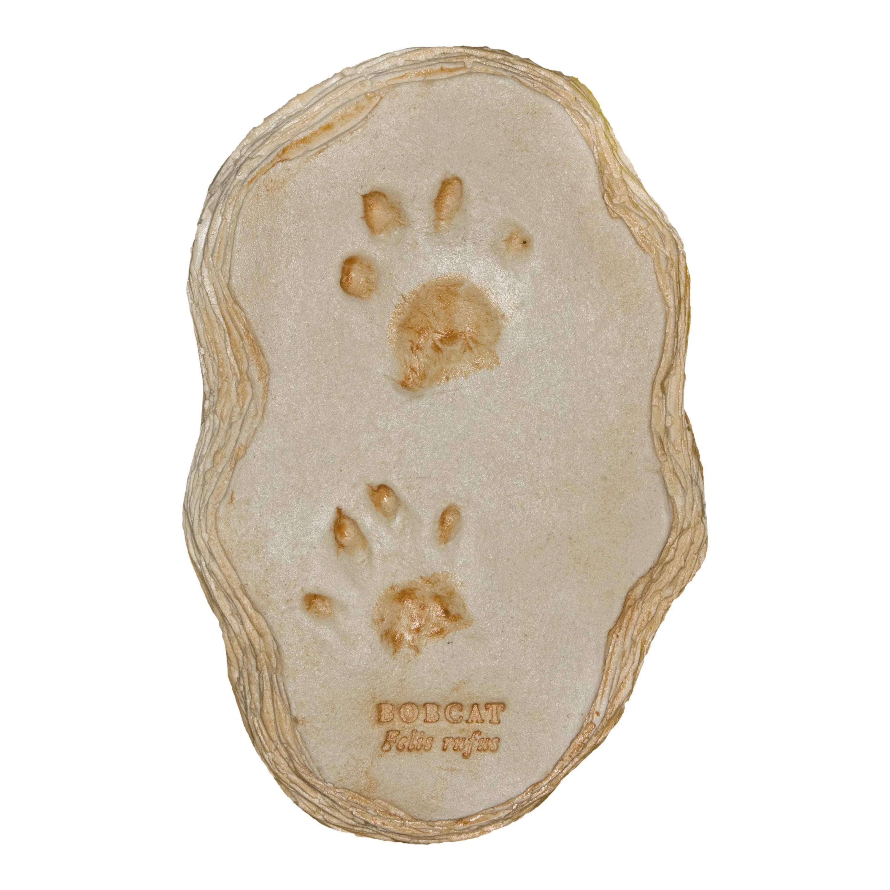 Replica Bobcat Footprints