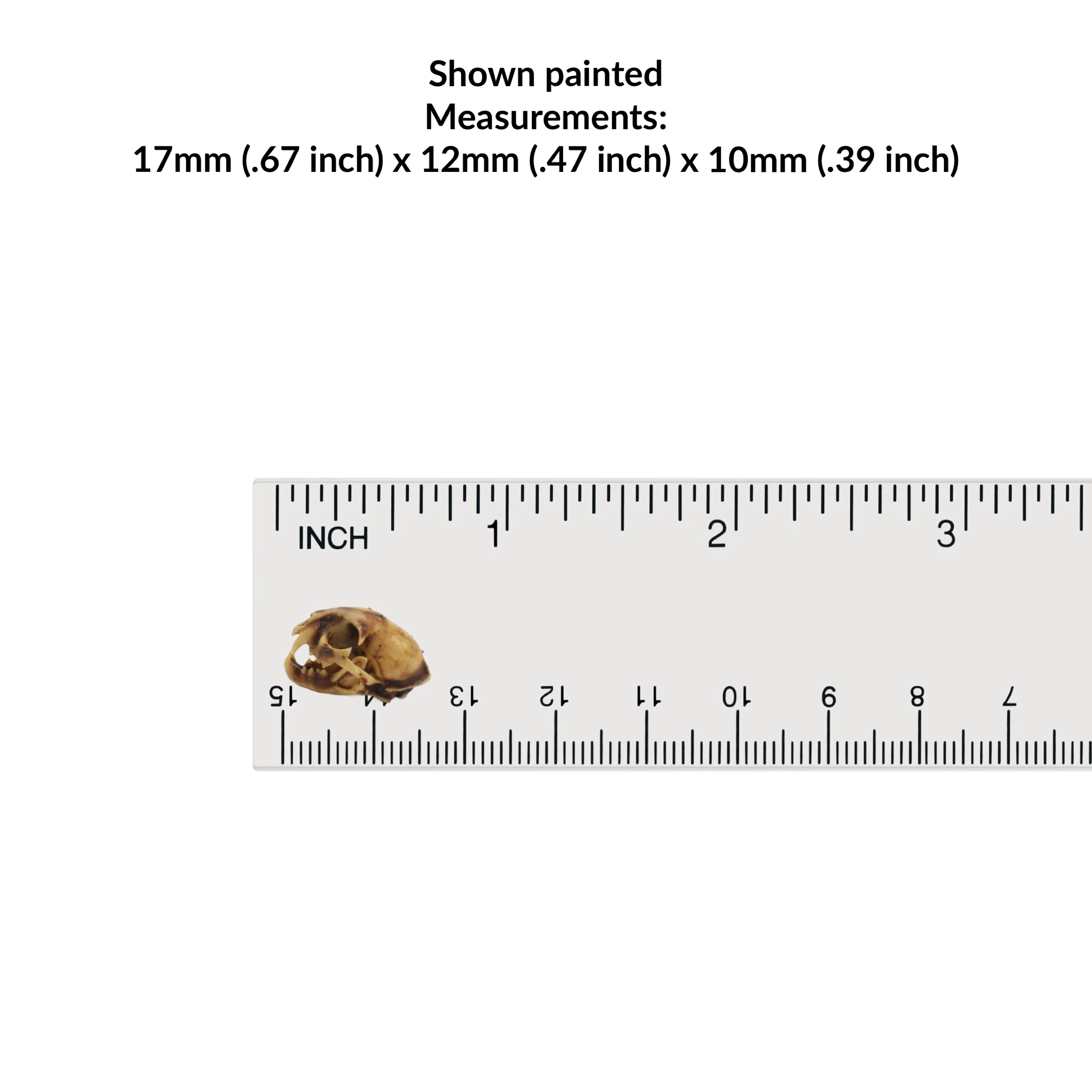 Bobcat Skull Replica - 1:12 Scale (Set of 5) - Image 2