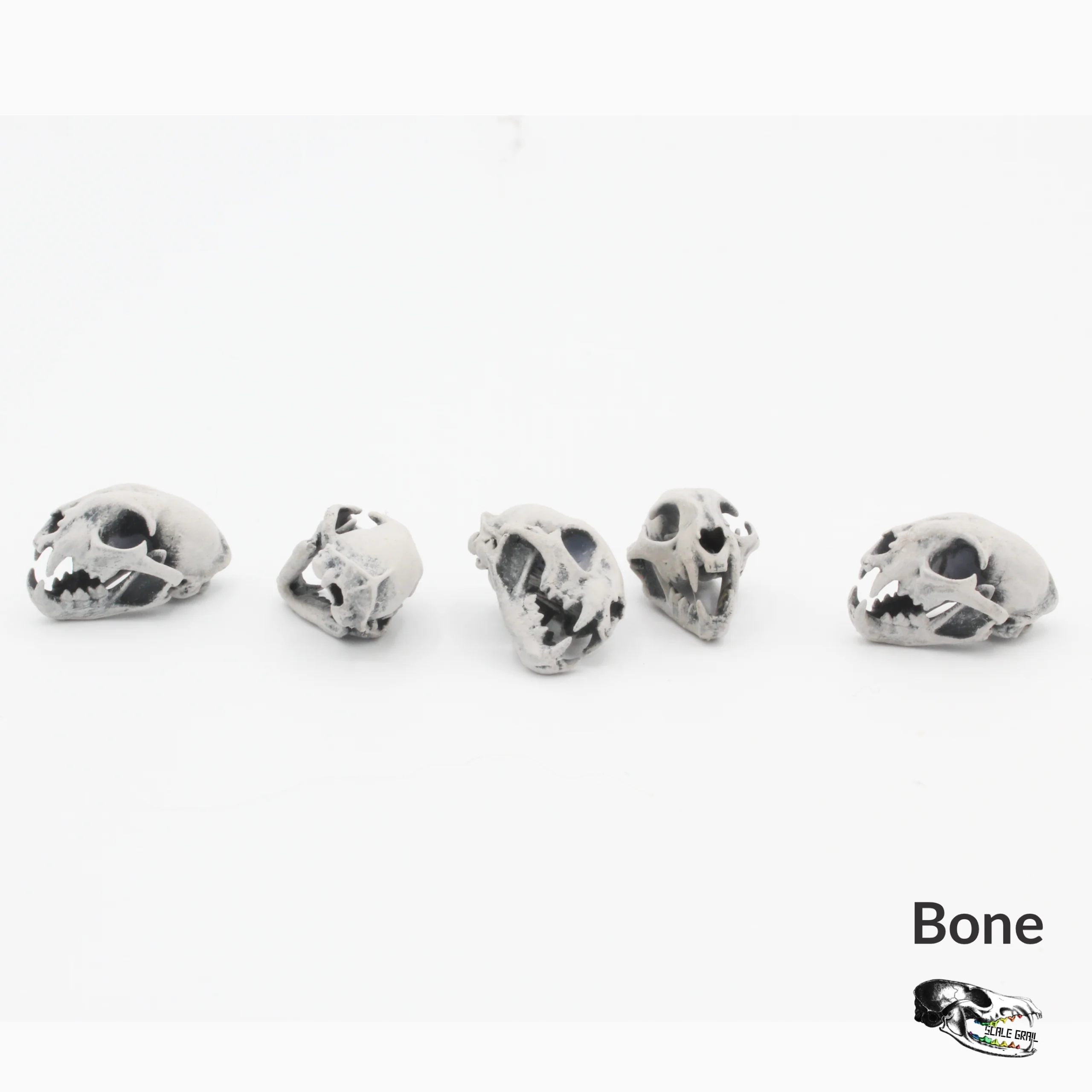 Bobcat Skull Replica - 1:12 Scale (Set of 5) - Image 5