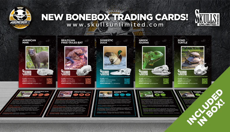 #BoneBox Monthly Subscription - Image 2