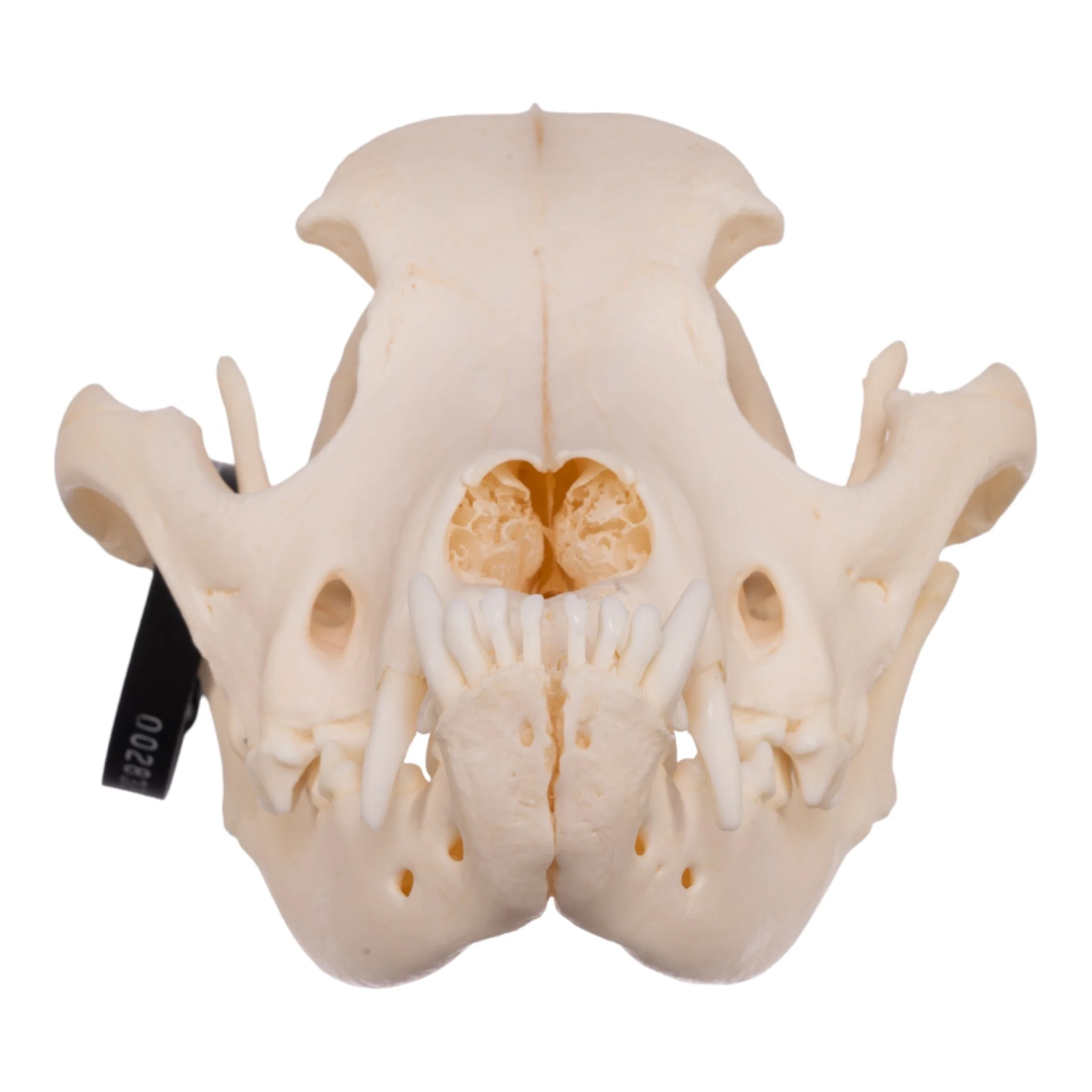 Real Domestic Dog Skull - Boxer - Image 3