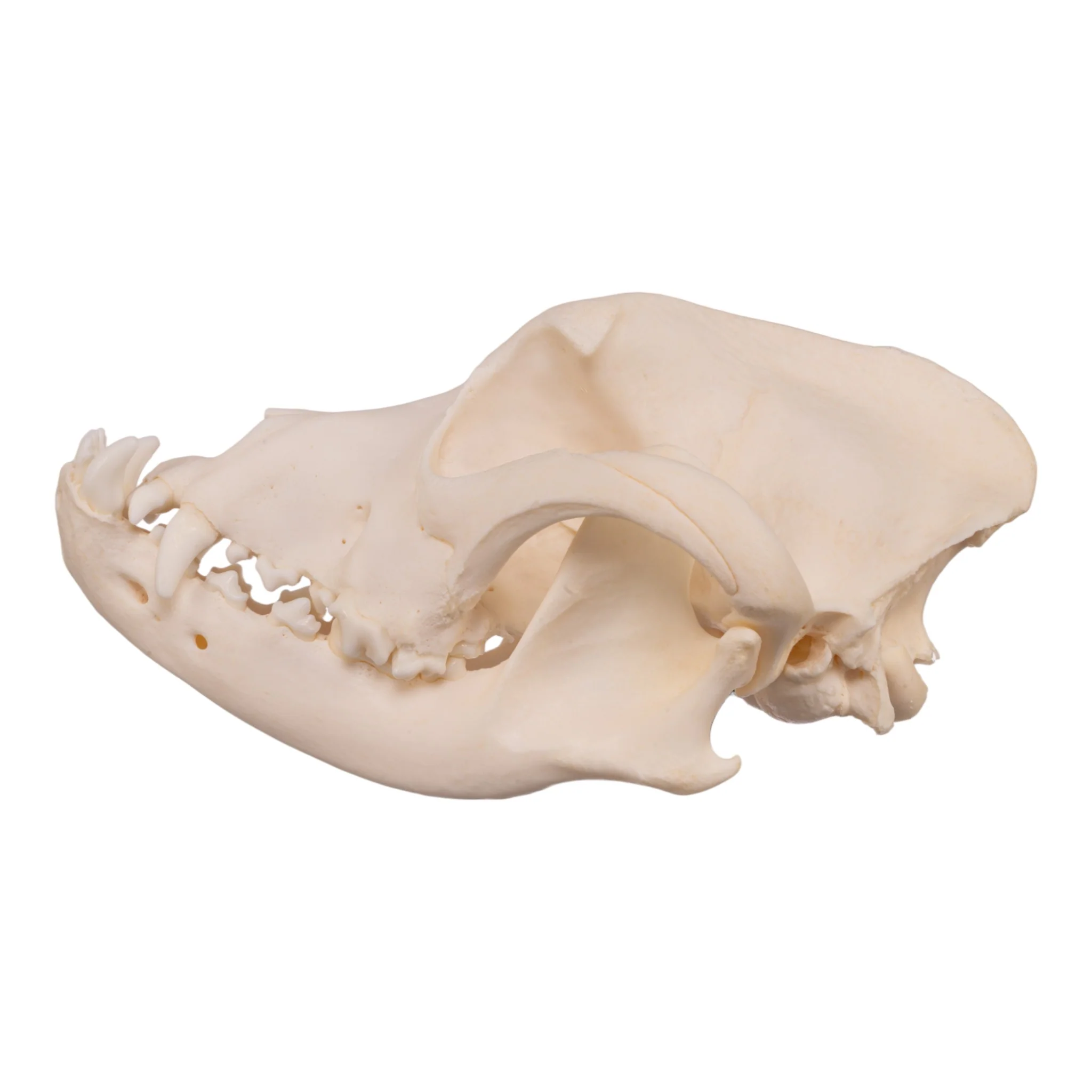 Real Domestic Dog Skull - Boxer - Image 4