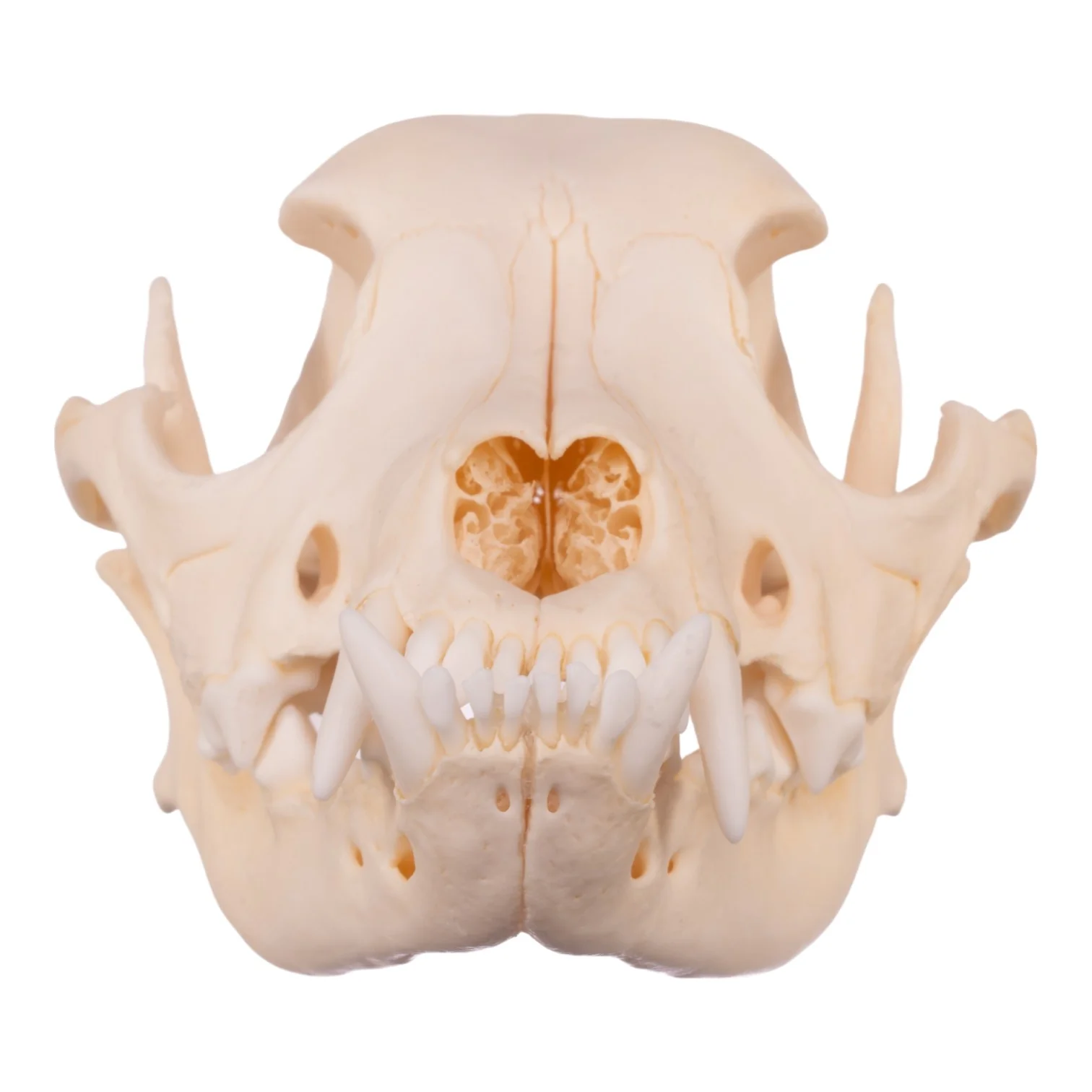 Real Domestic Dog Skull - Boxer - Image 3