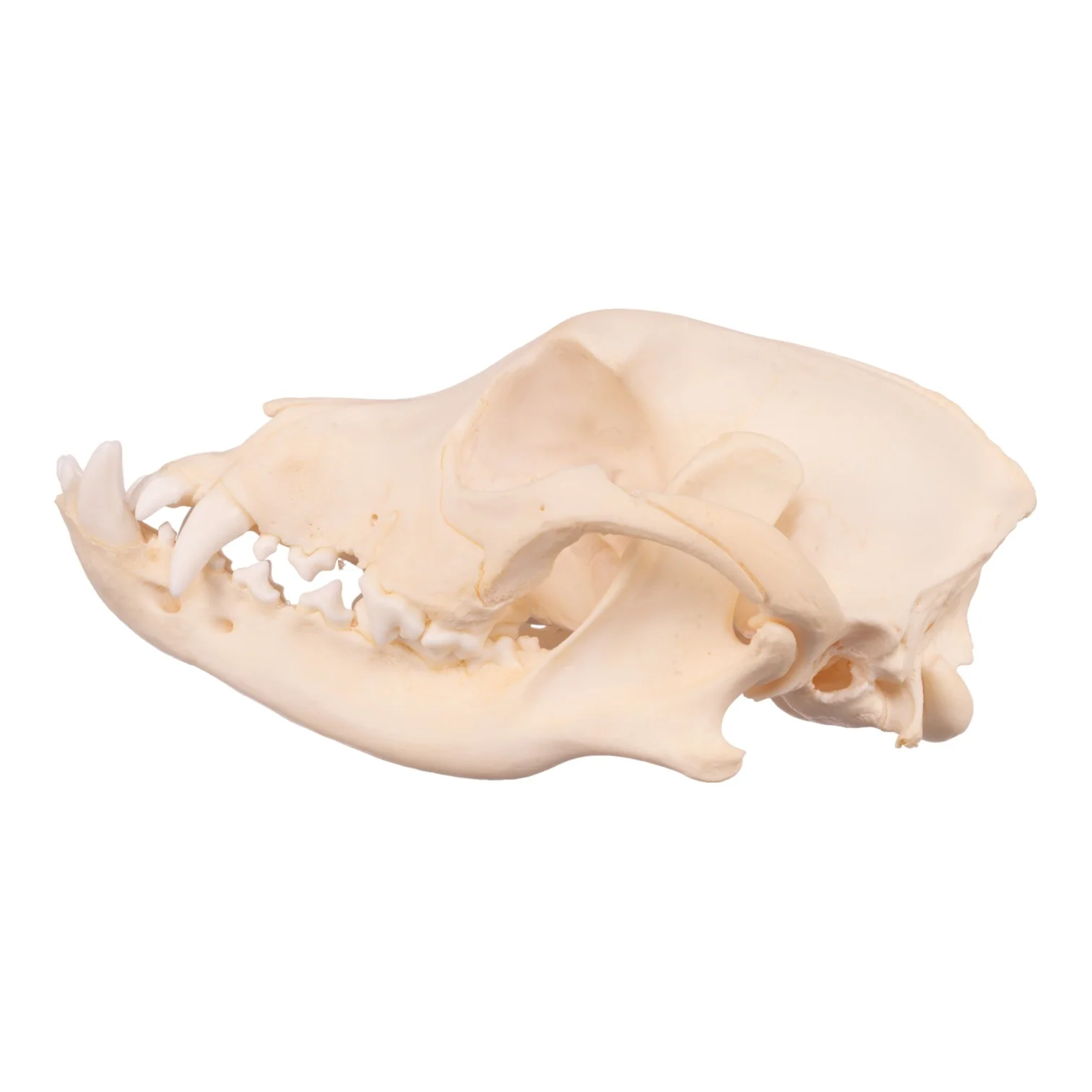 Real Domestic Dog Skull - Boxer - Image 4