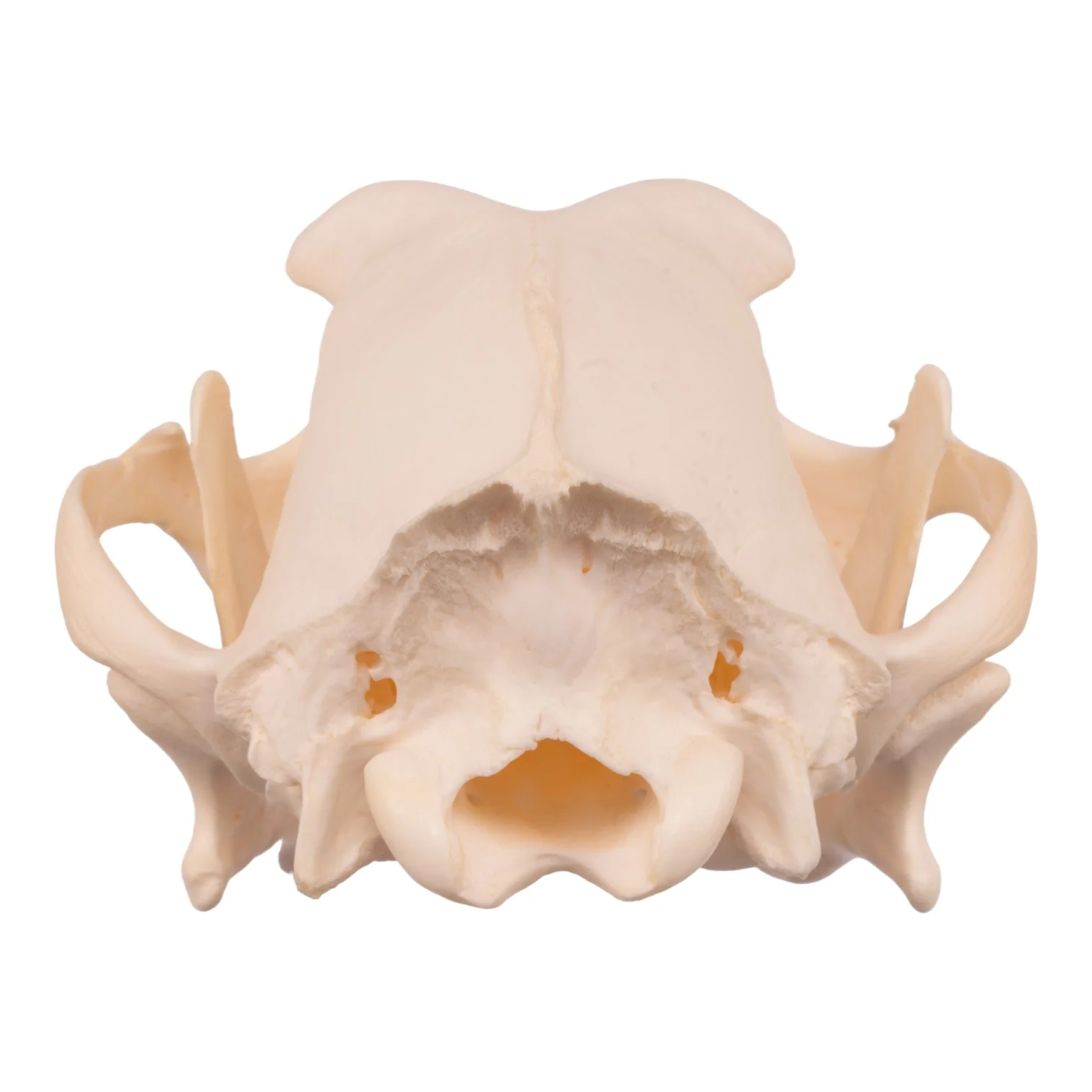 Real Domestic Dog Skull - Boxer - Image 5