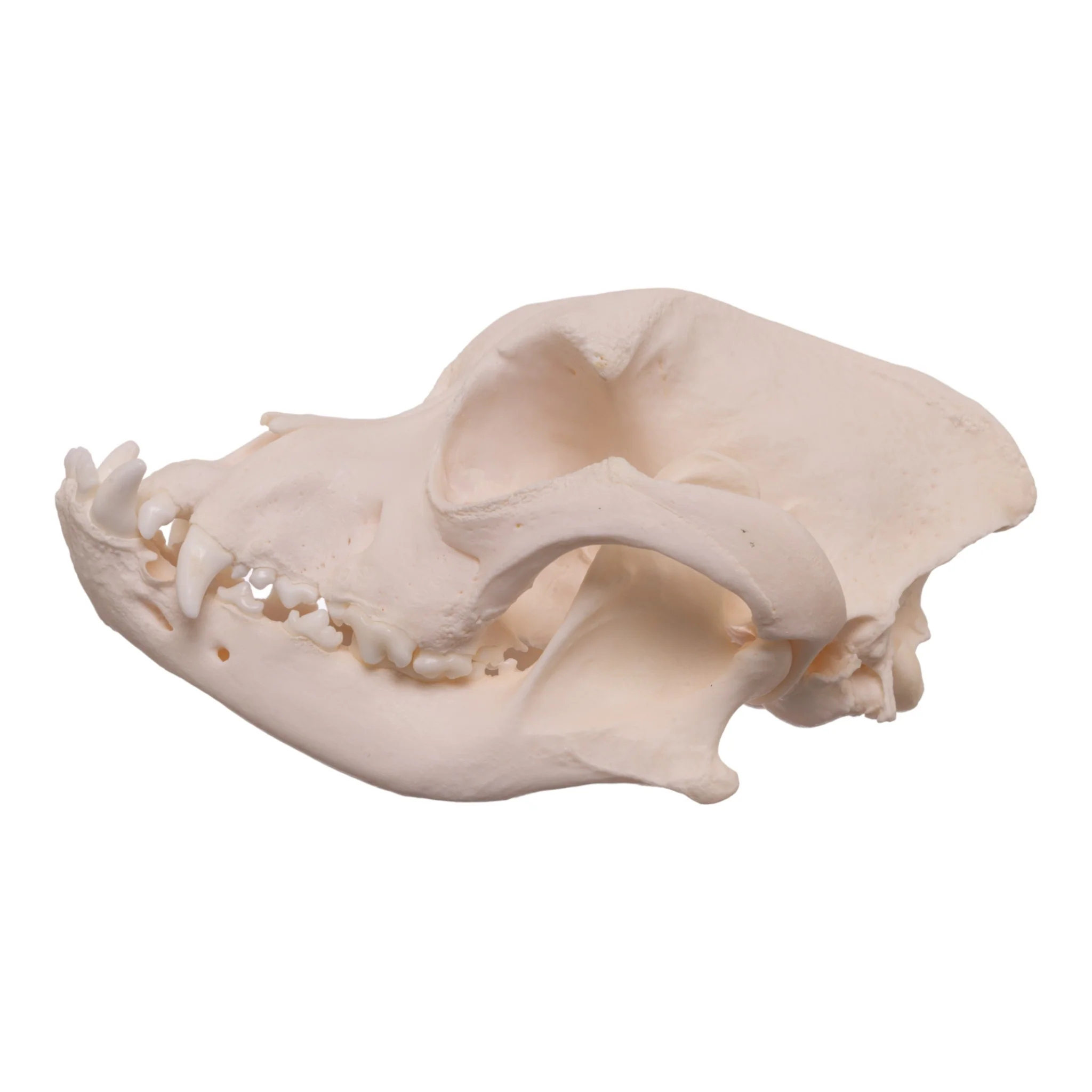 Real Domestic Dog Skull - Boxer - Image 4
