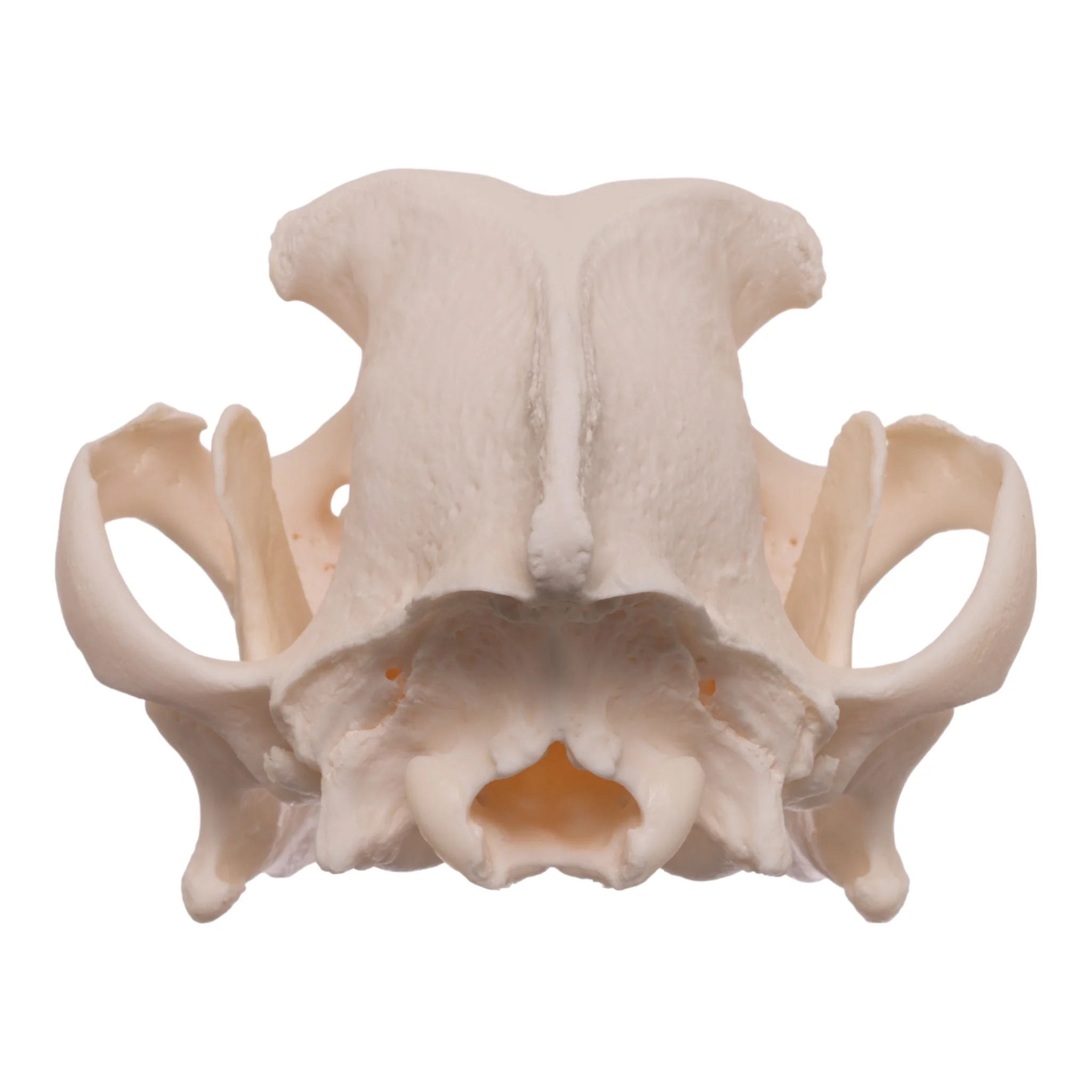 Real Domestic Dog Skull - Boxer - Image 5