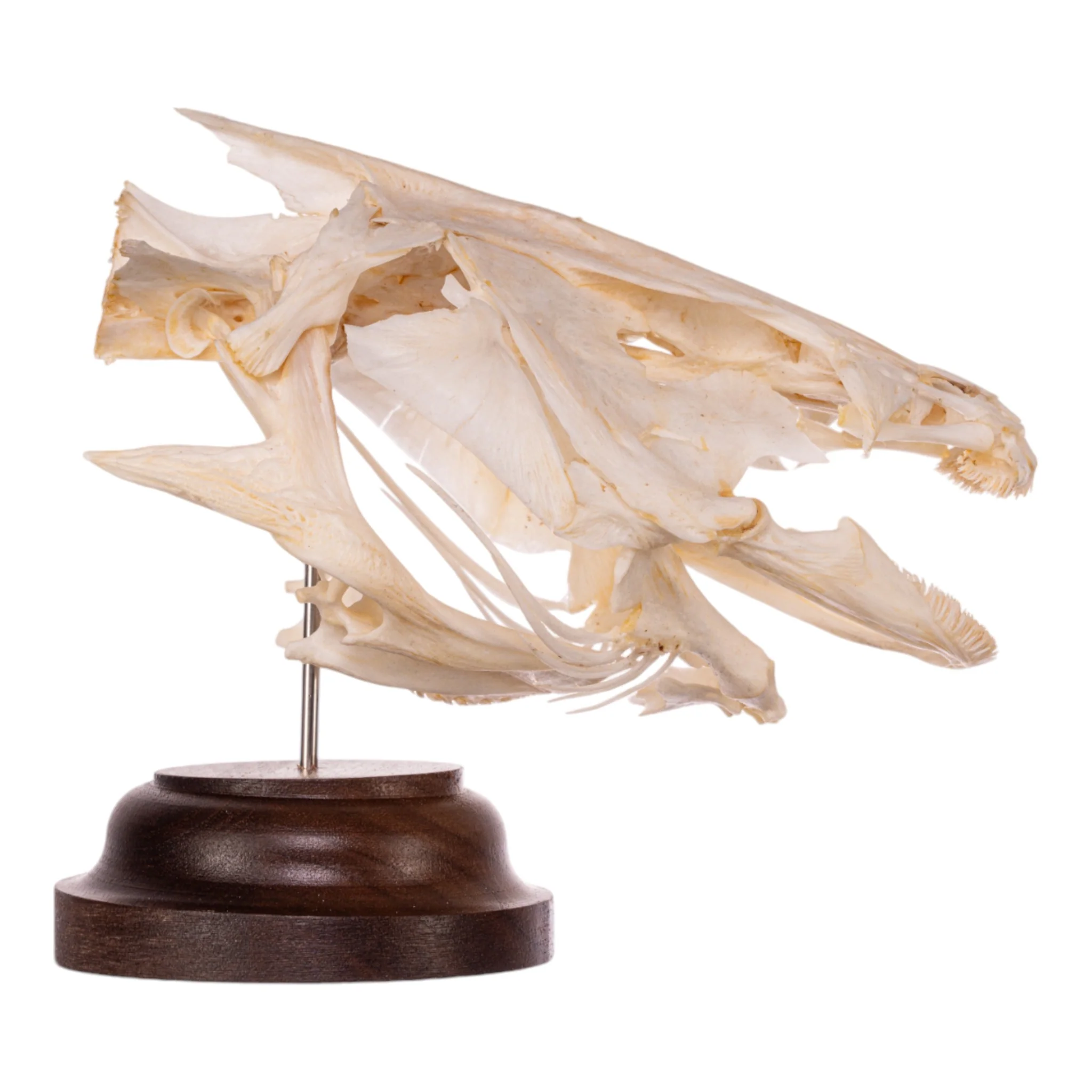 Real Catfish Skull on Stand - Image 2